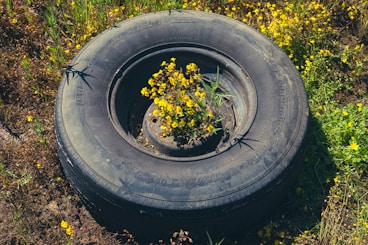 a tire with a plant growing out of it
