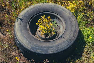 a tire with a plant growing out of it
