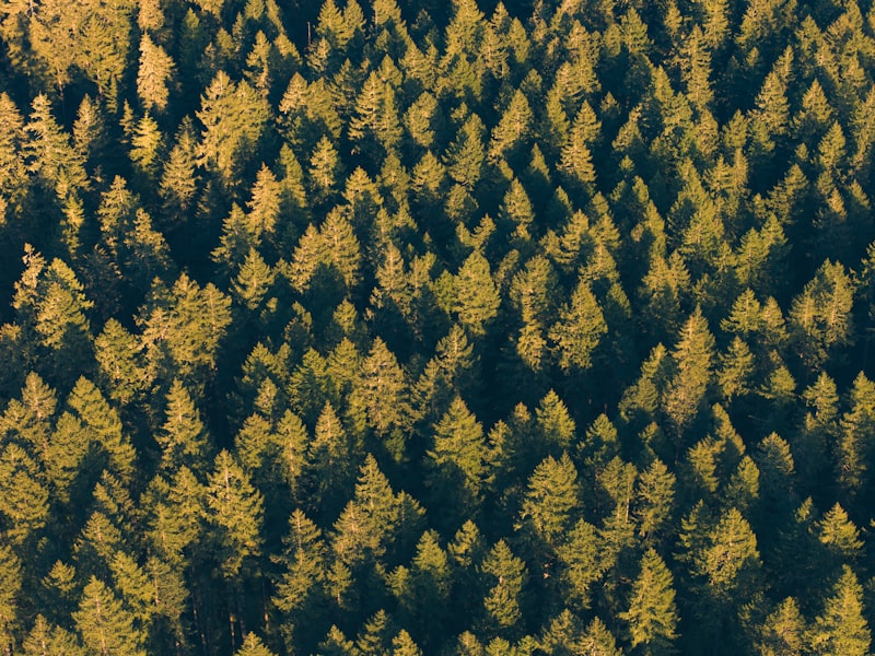 Aerial view of a dense green forest