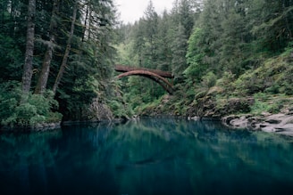 a bridge over a river in the middle of a forest
