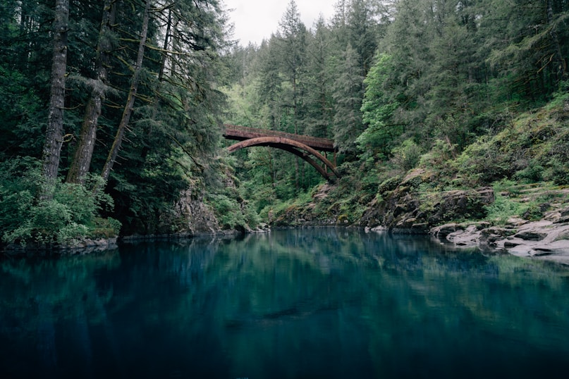 a bridge over a river in the middle of a forest