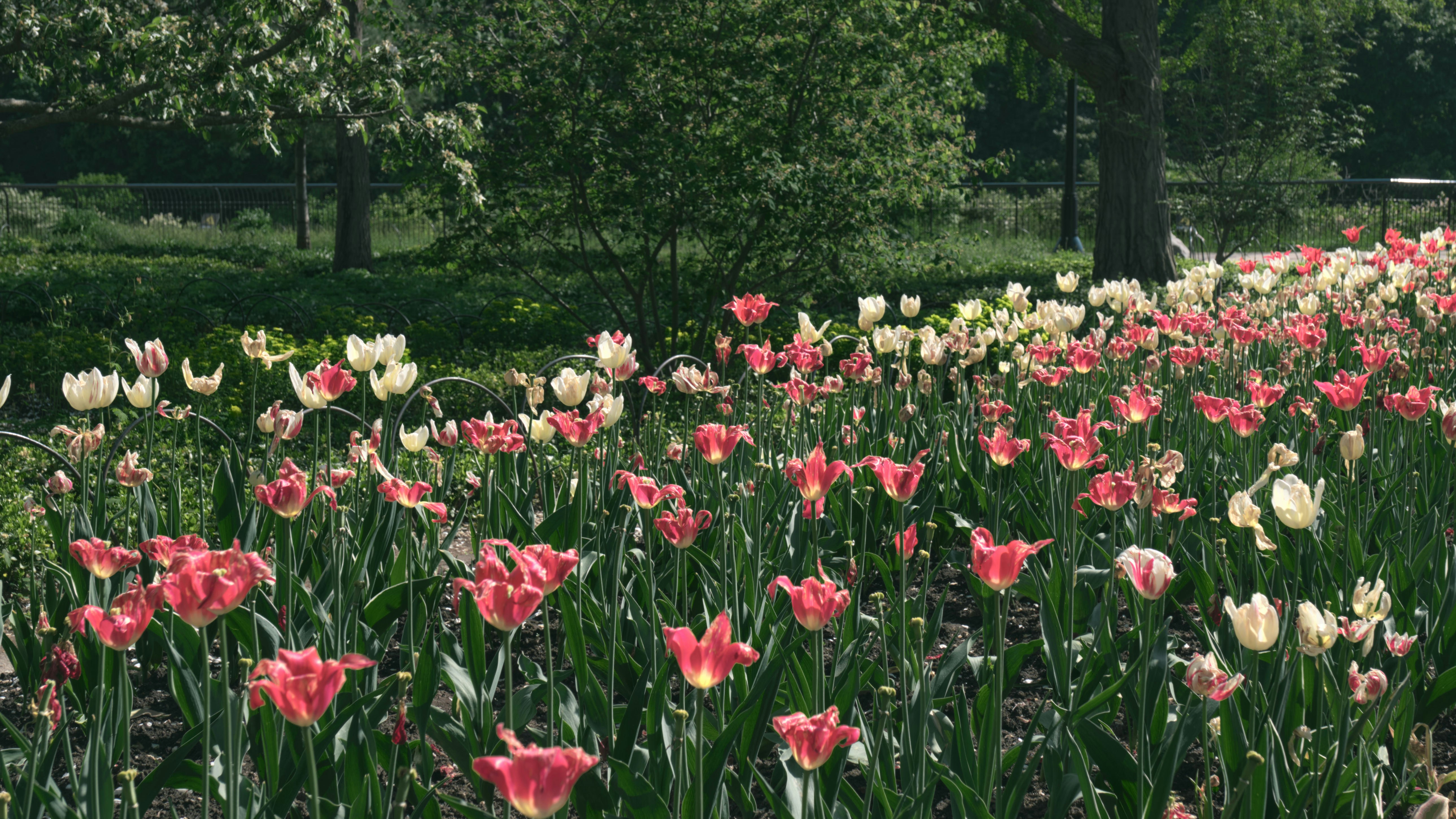 Major's Hill Park photo 3