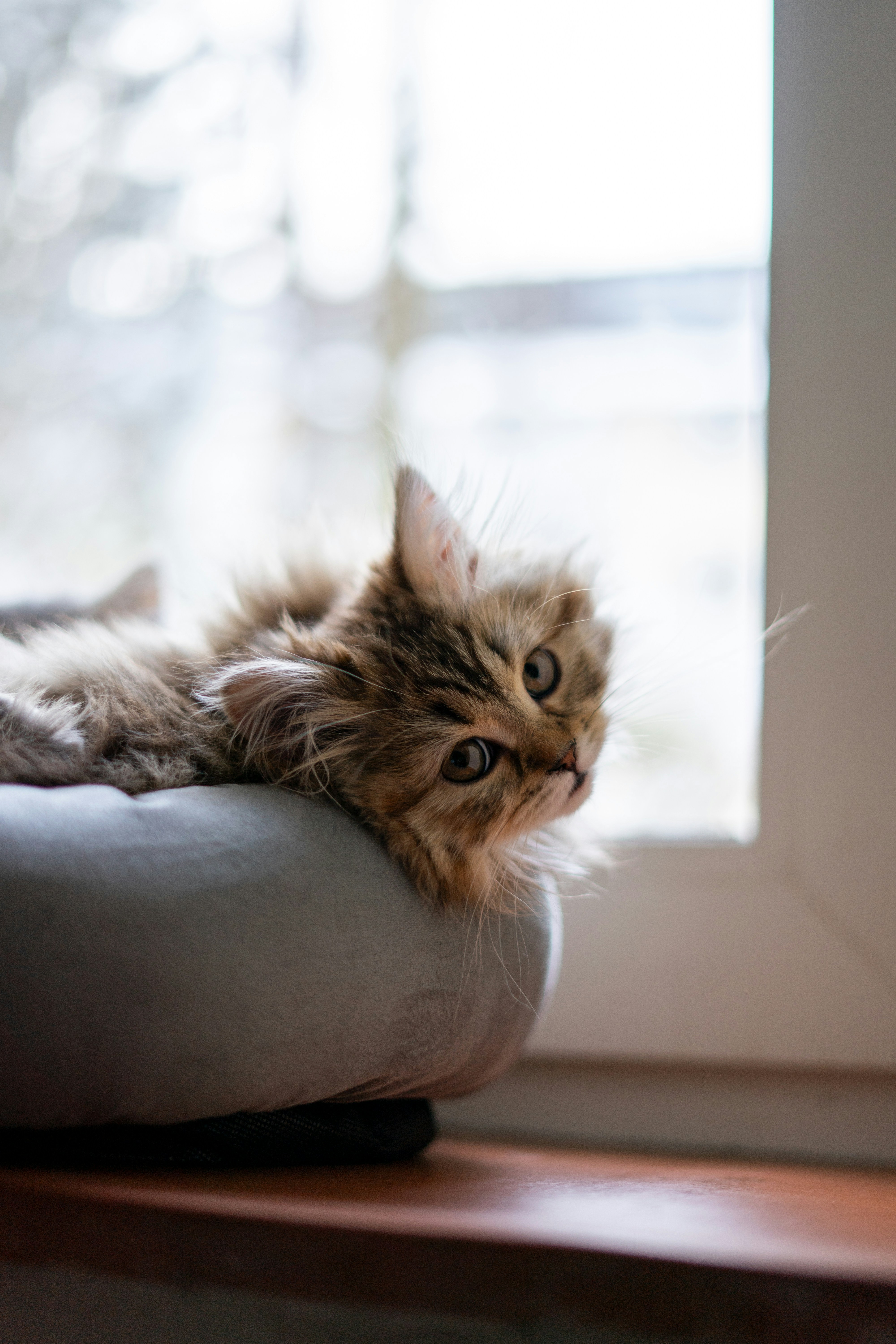 Photo by saeedkolivand