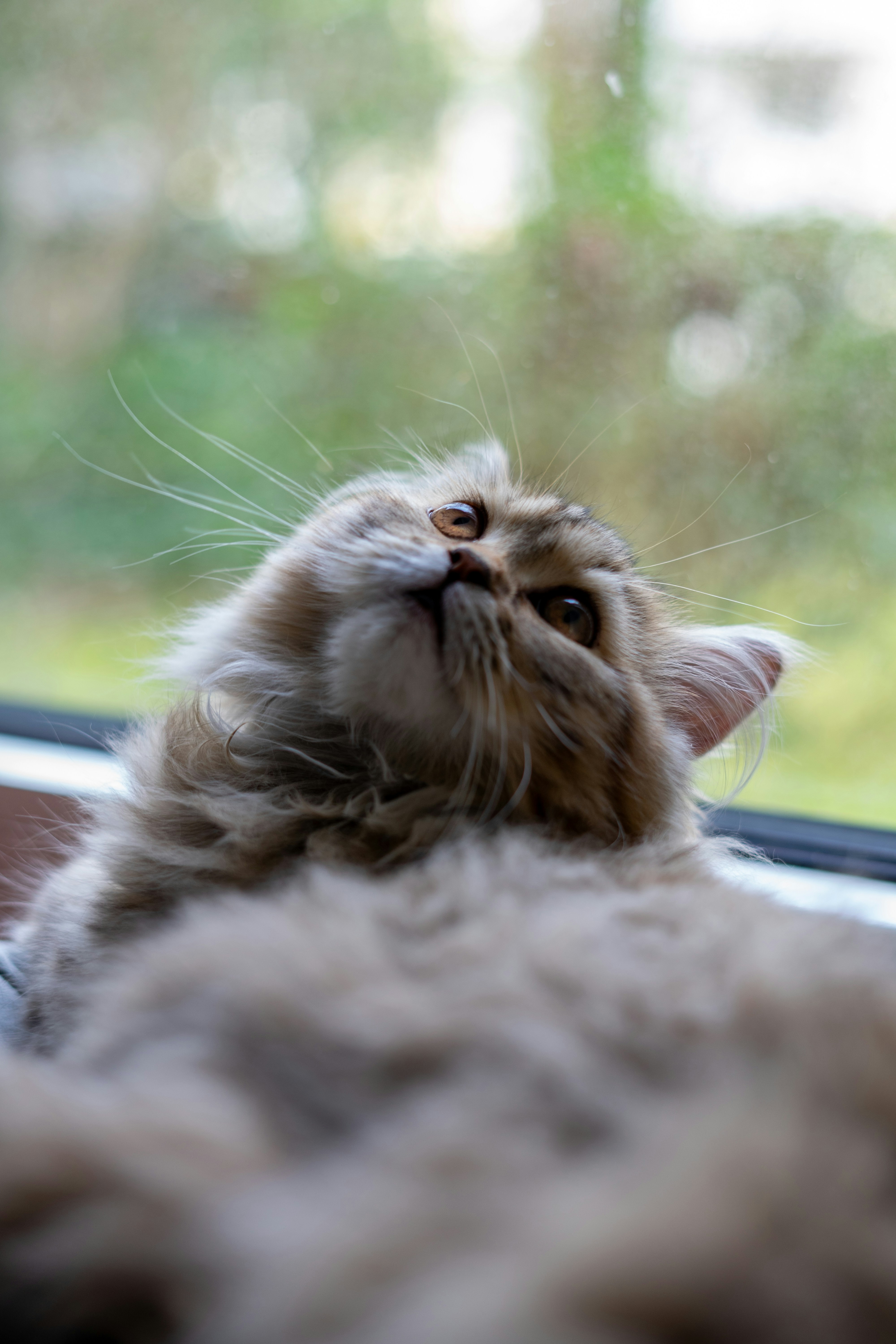 Photo by saeedkolivand