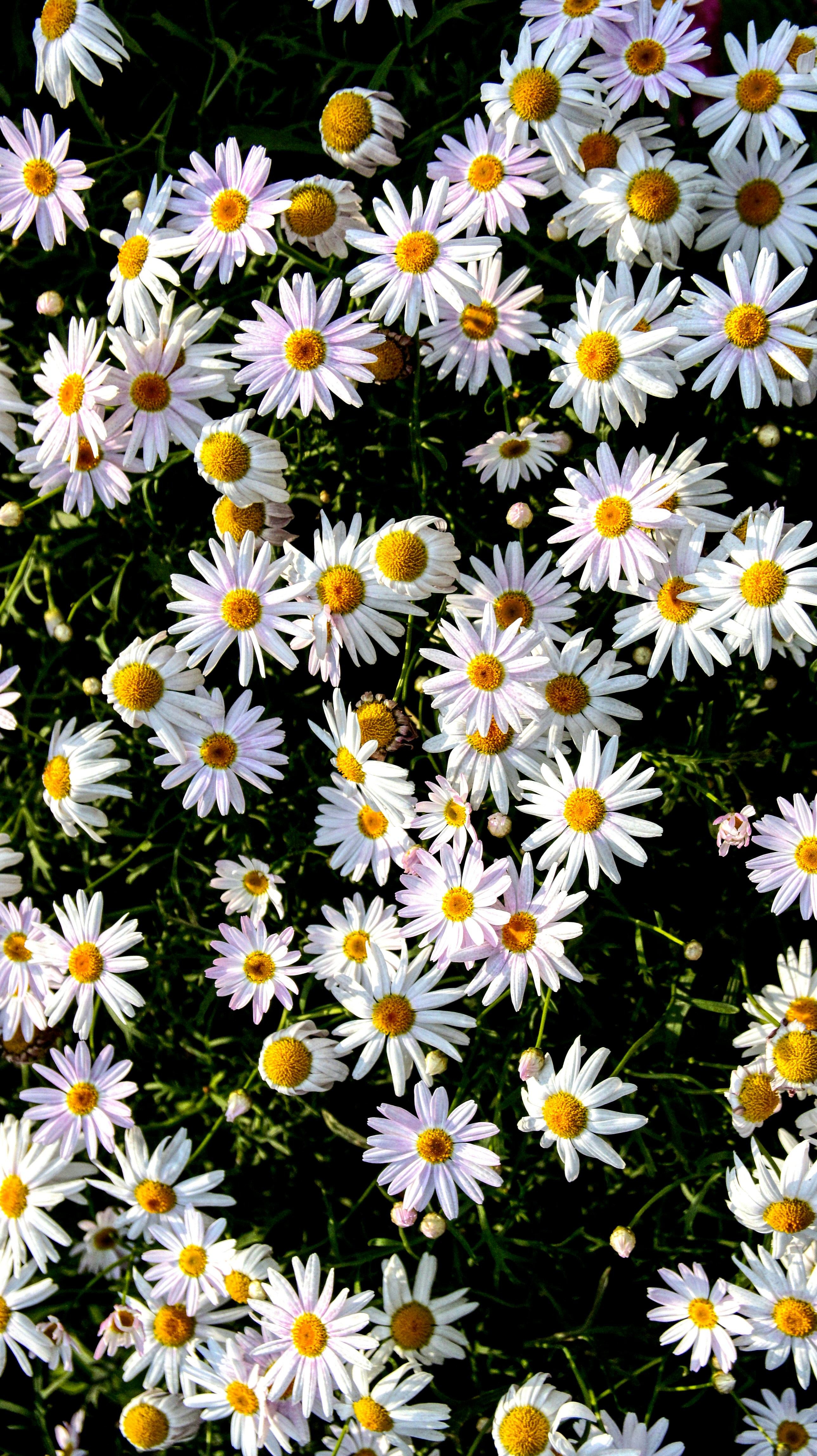 Photo by thomaskinto