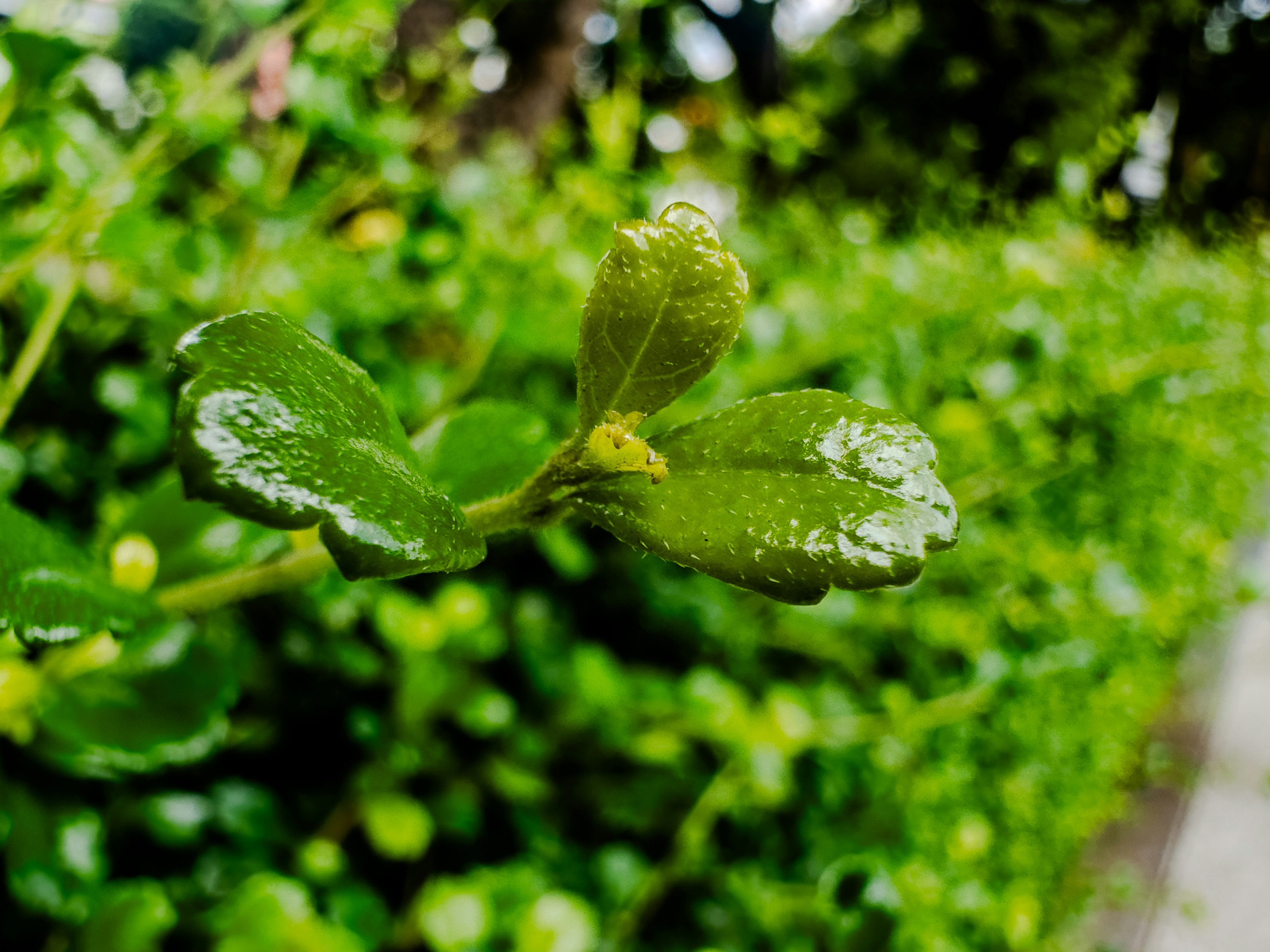a close up of a leaf with water droplets on it