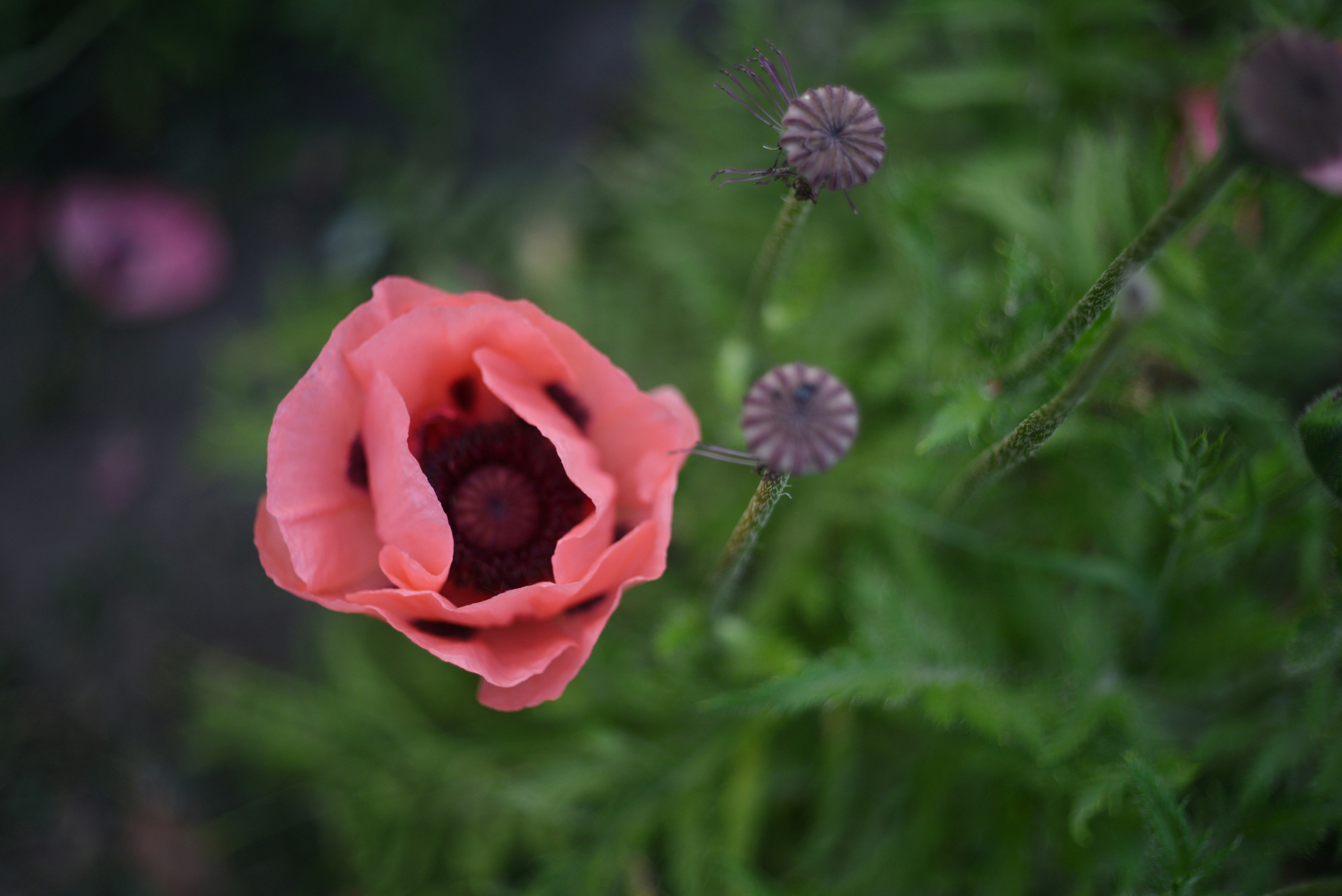 Photo by cherstve_pechivo