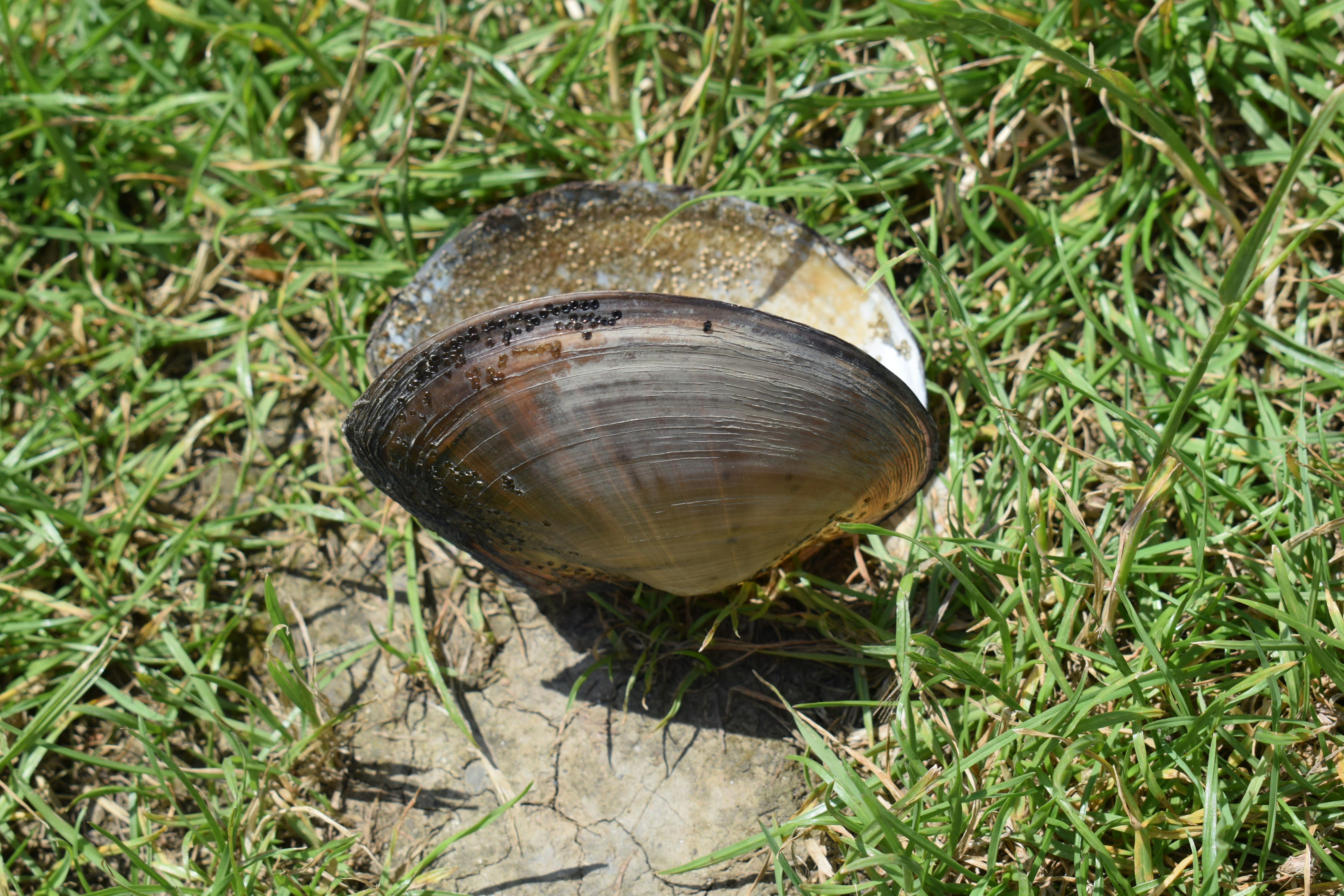 Shell