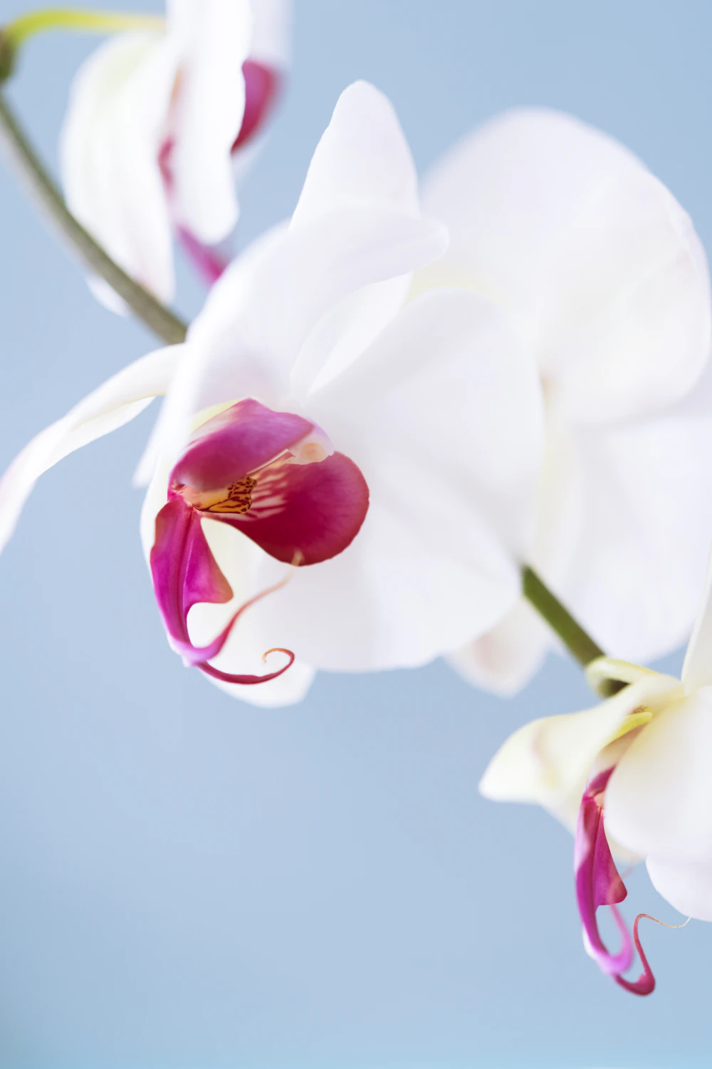 Phalaenopsis bloem van dichtbij
