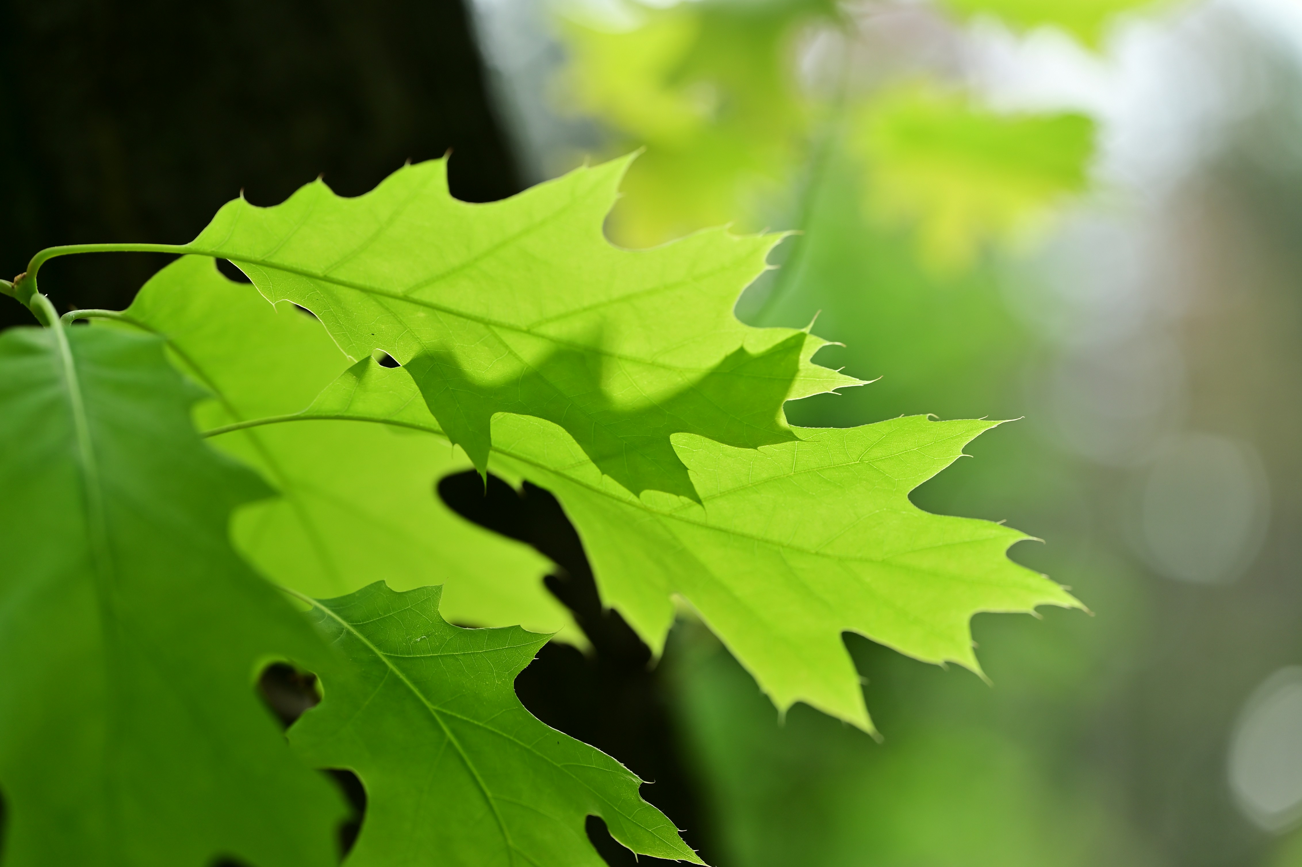 Photo by bkaraivanov