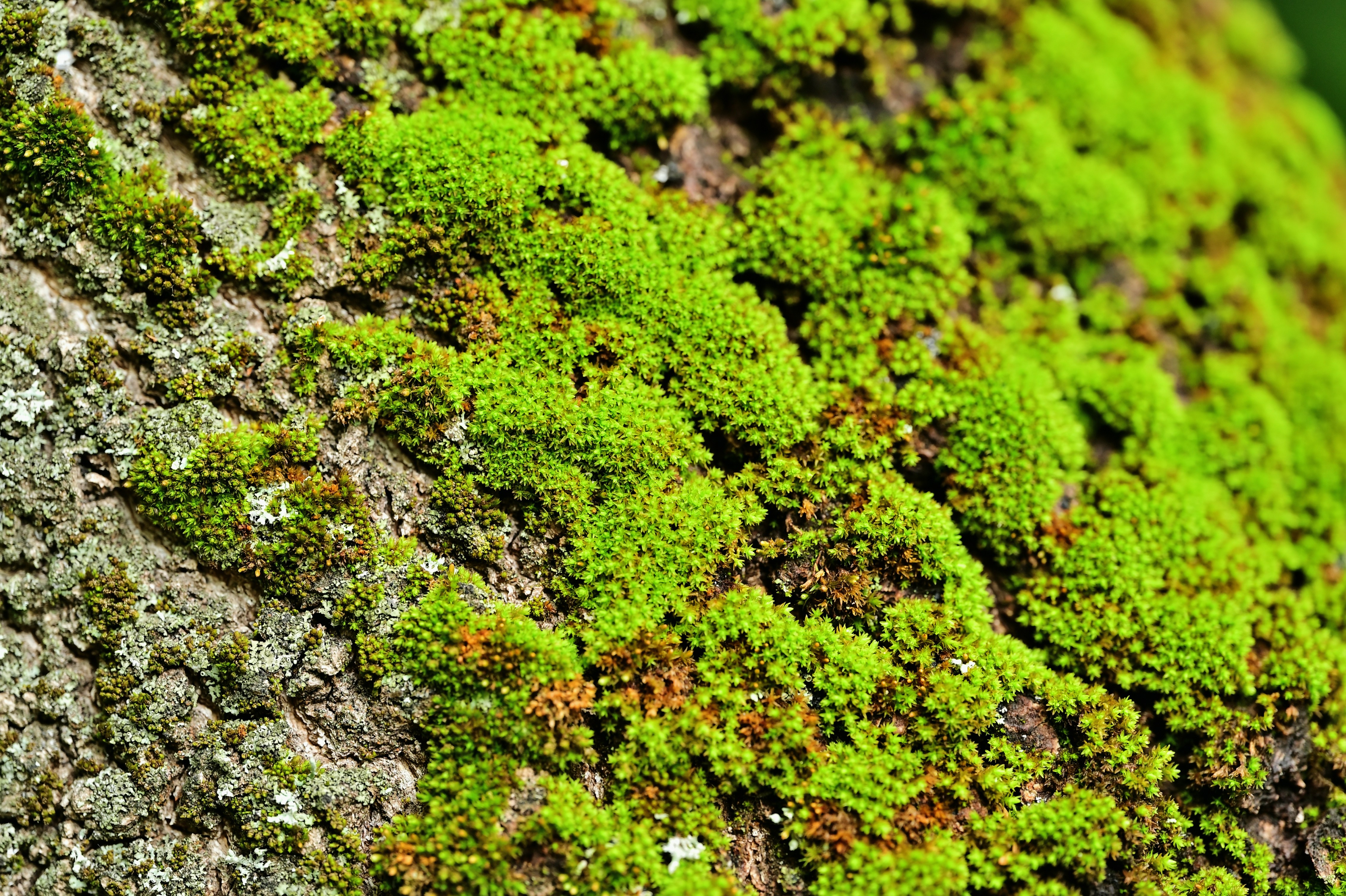 Photo by bkaraivanov