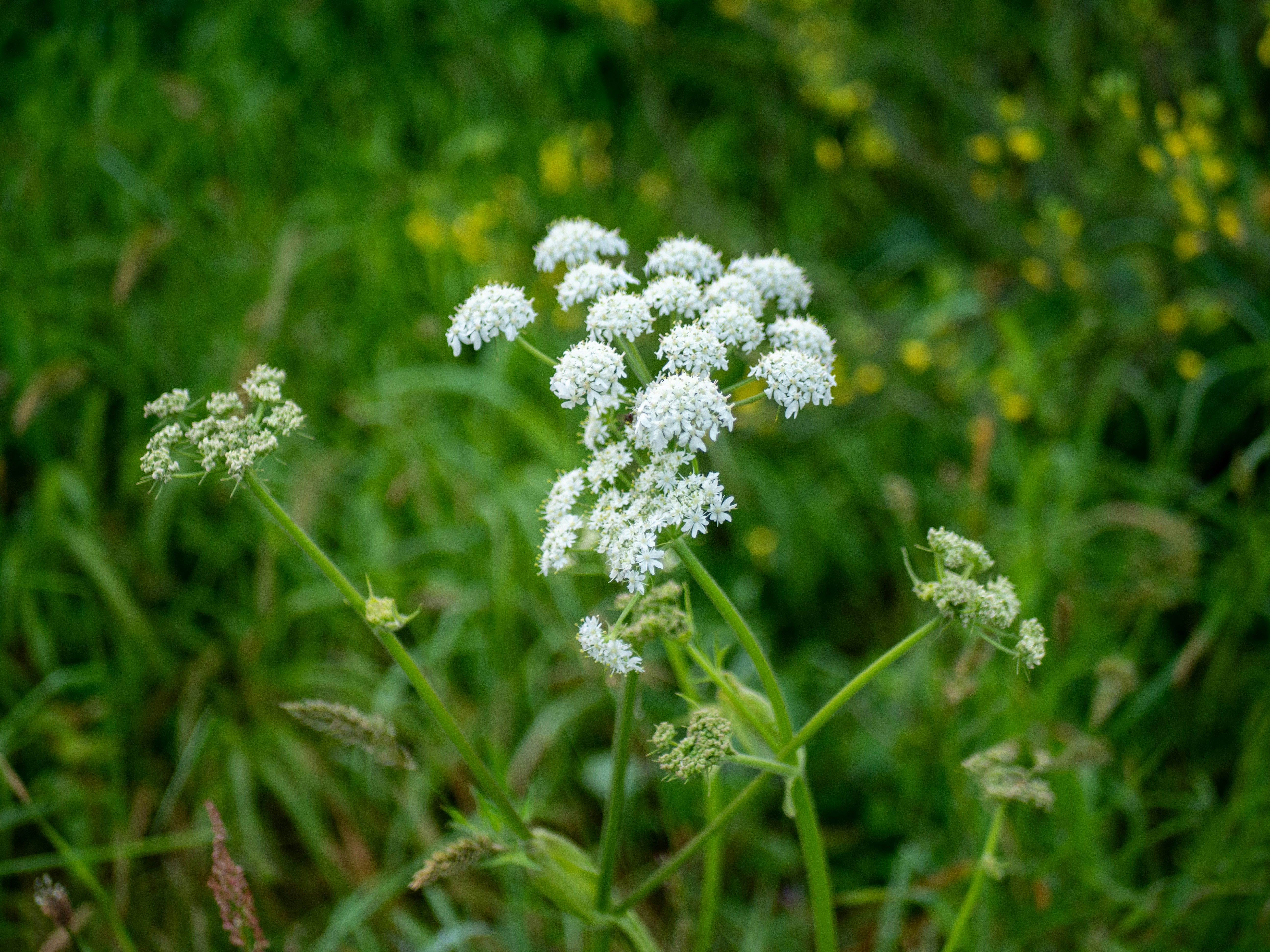 Photo by bengrayland