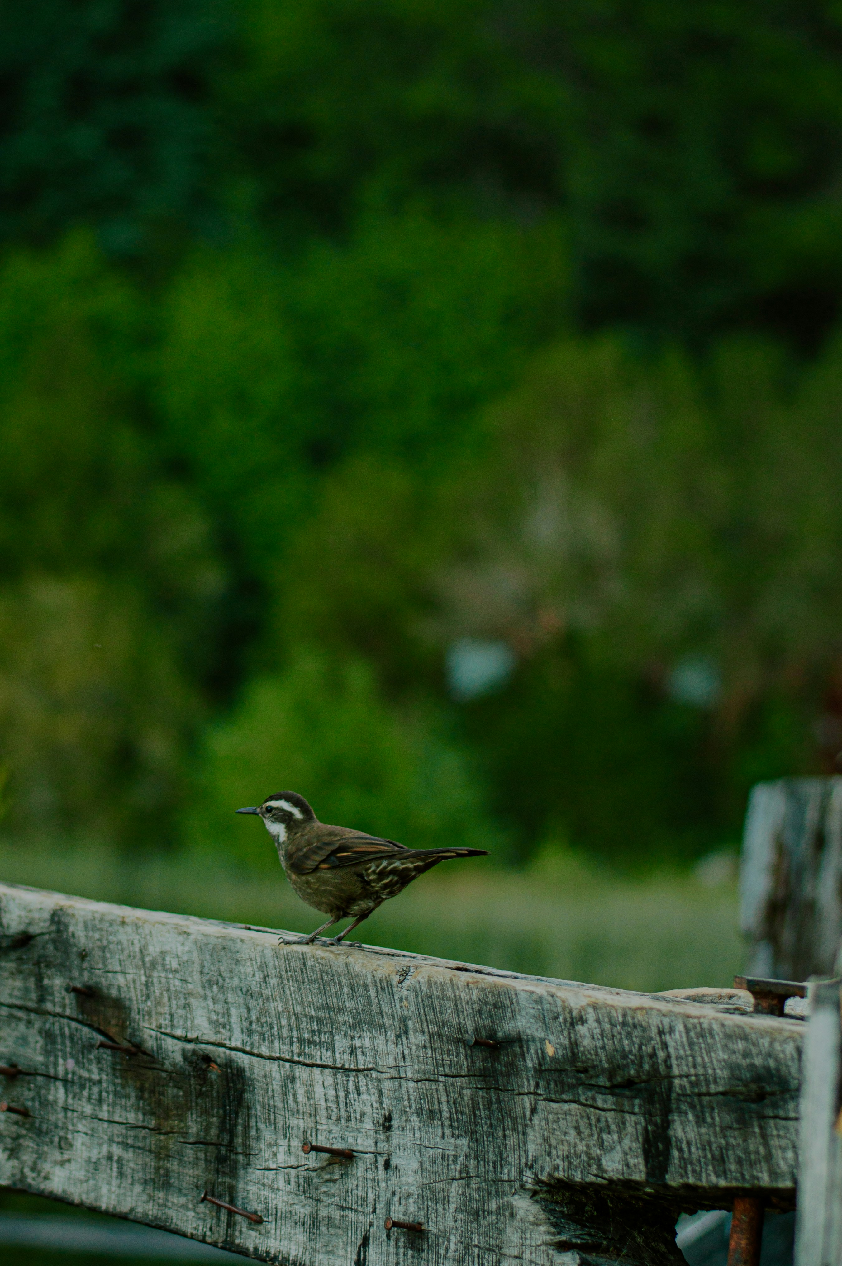 Photo by az_damariss