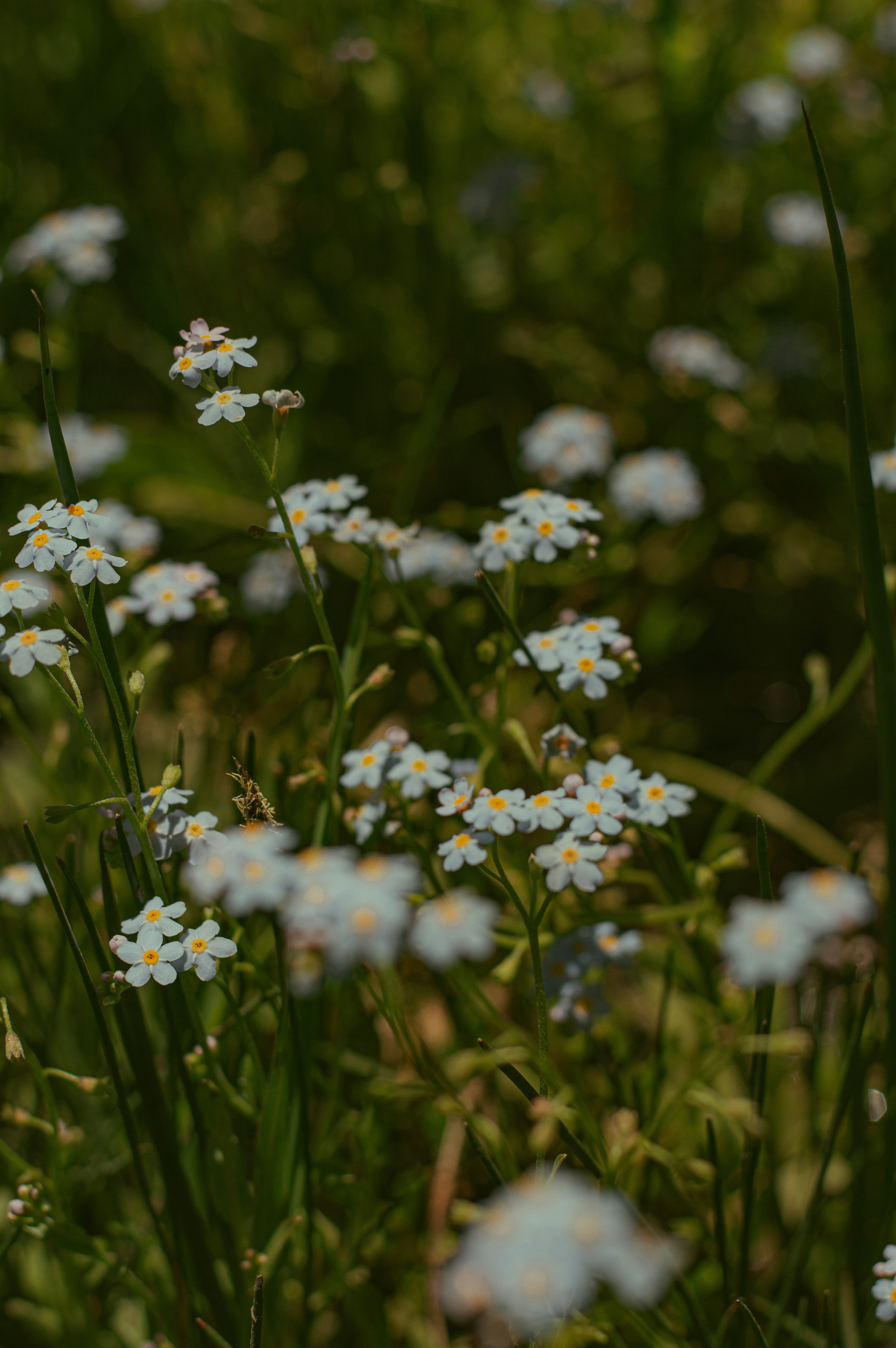 Photo by az_damariss