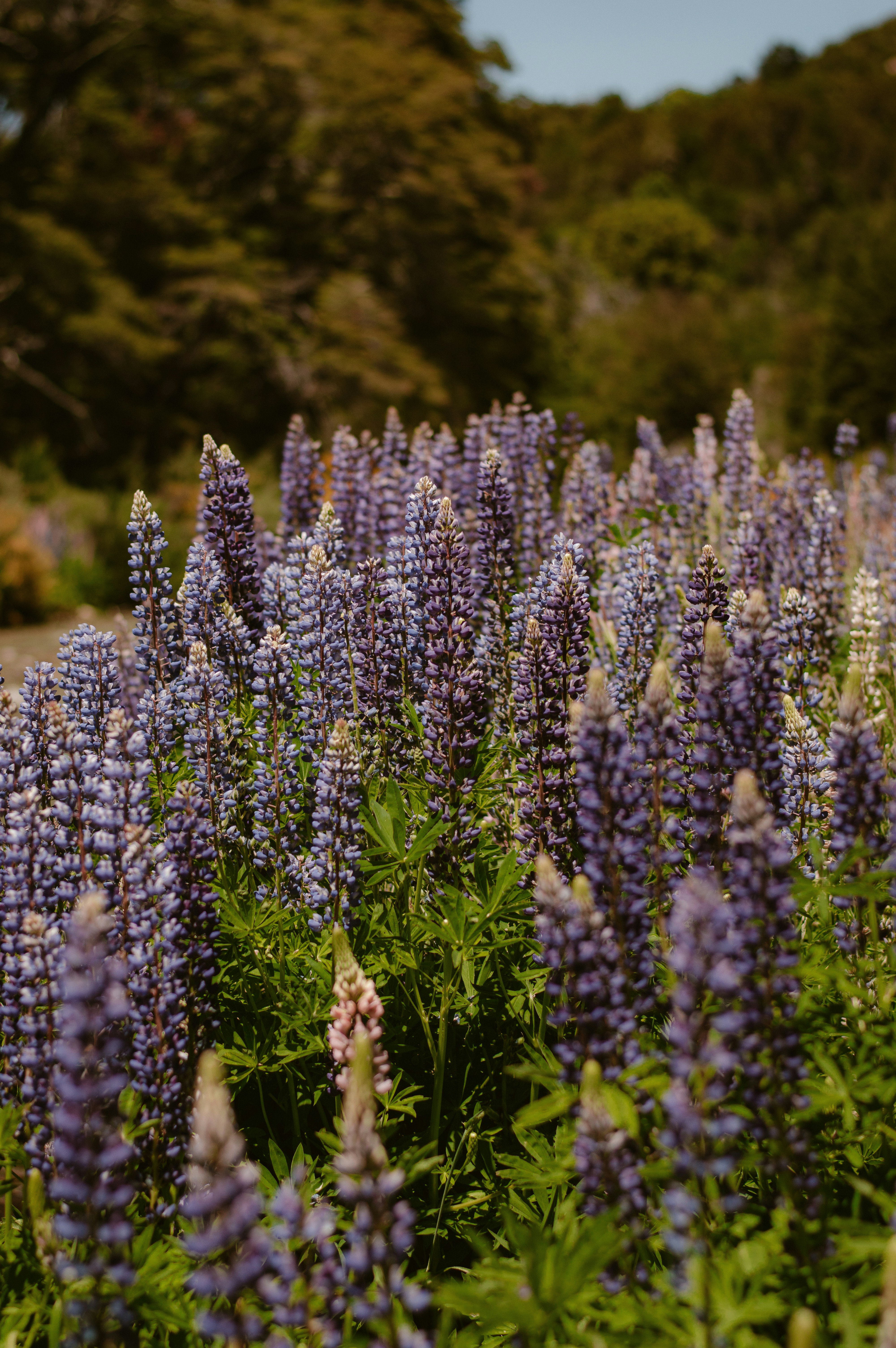 Photo by az_damariss