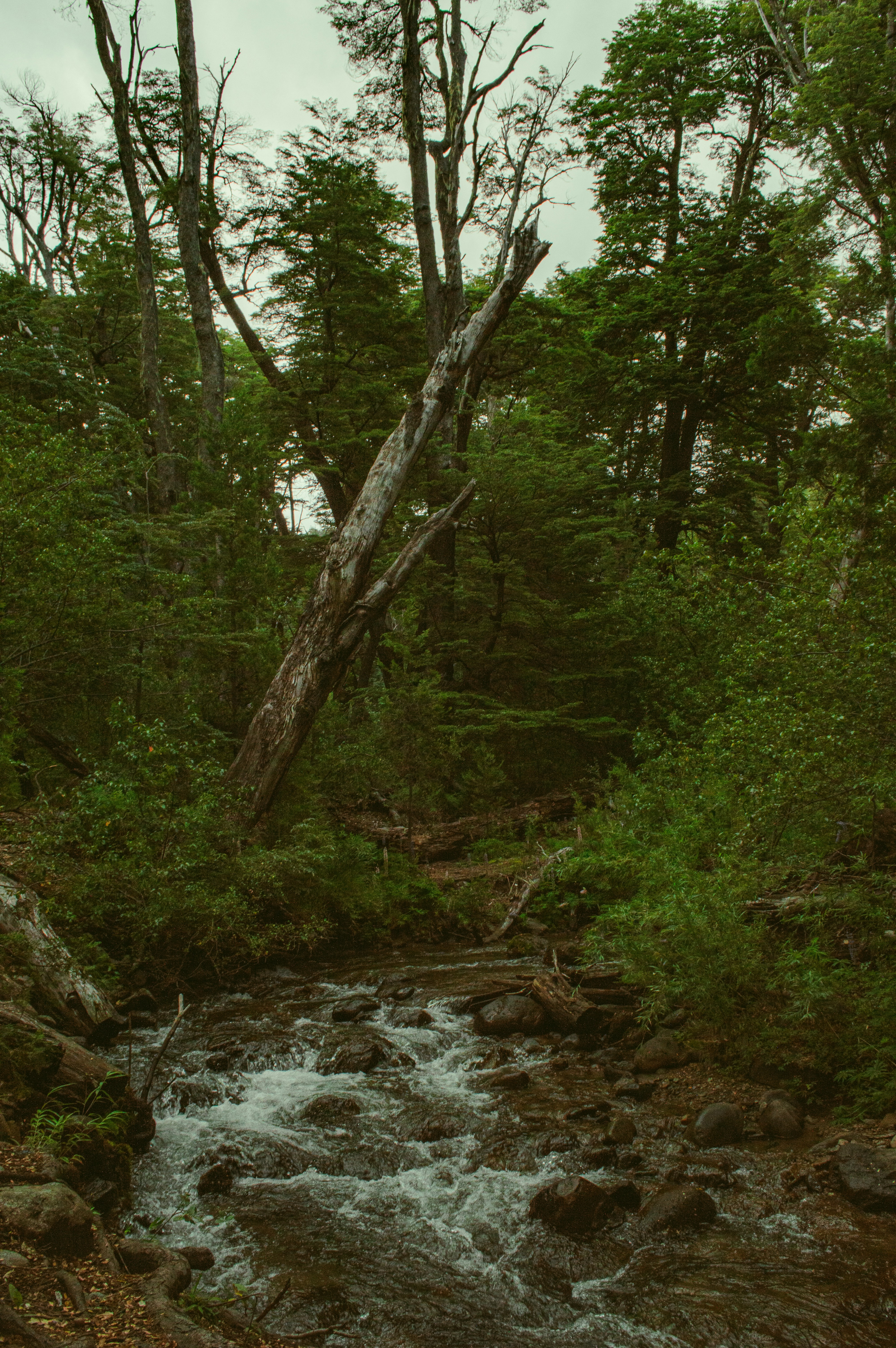 a river running through a lush green forest