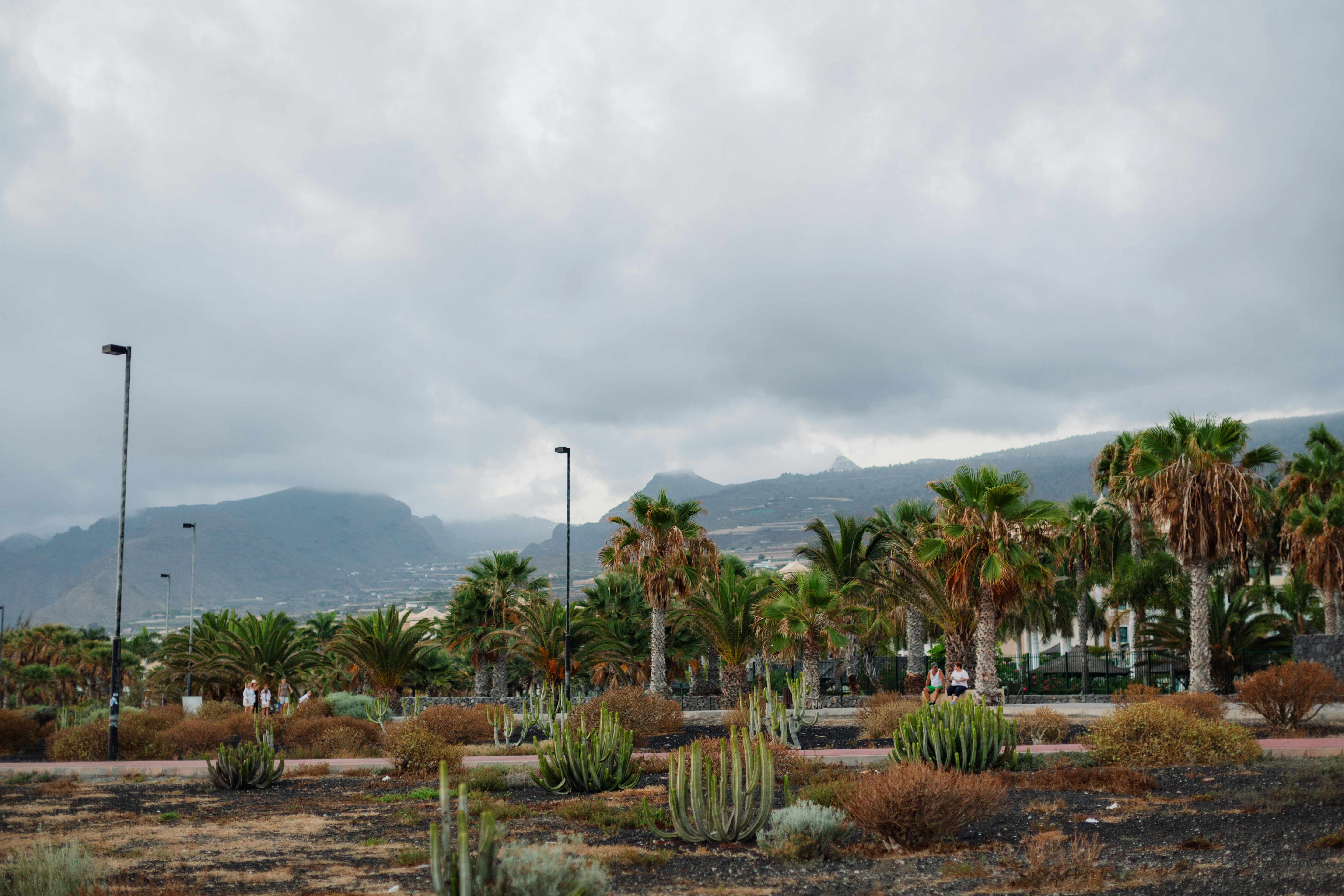 a bunch of trees that are in the dirt