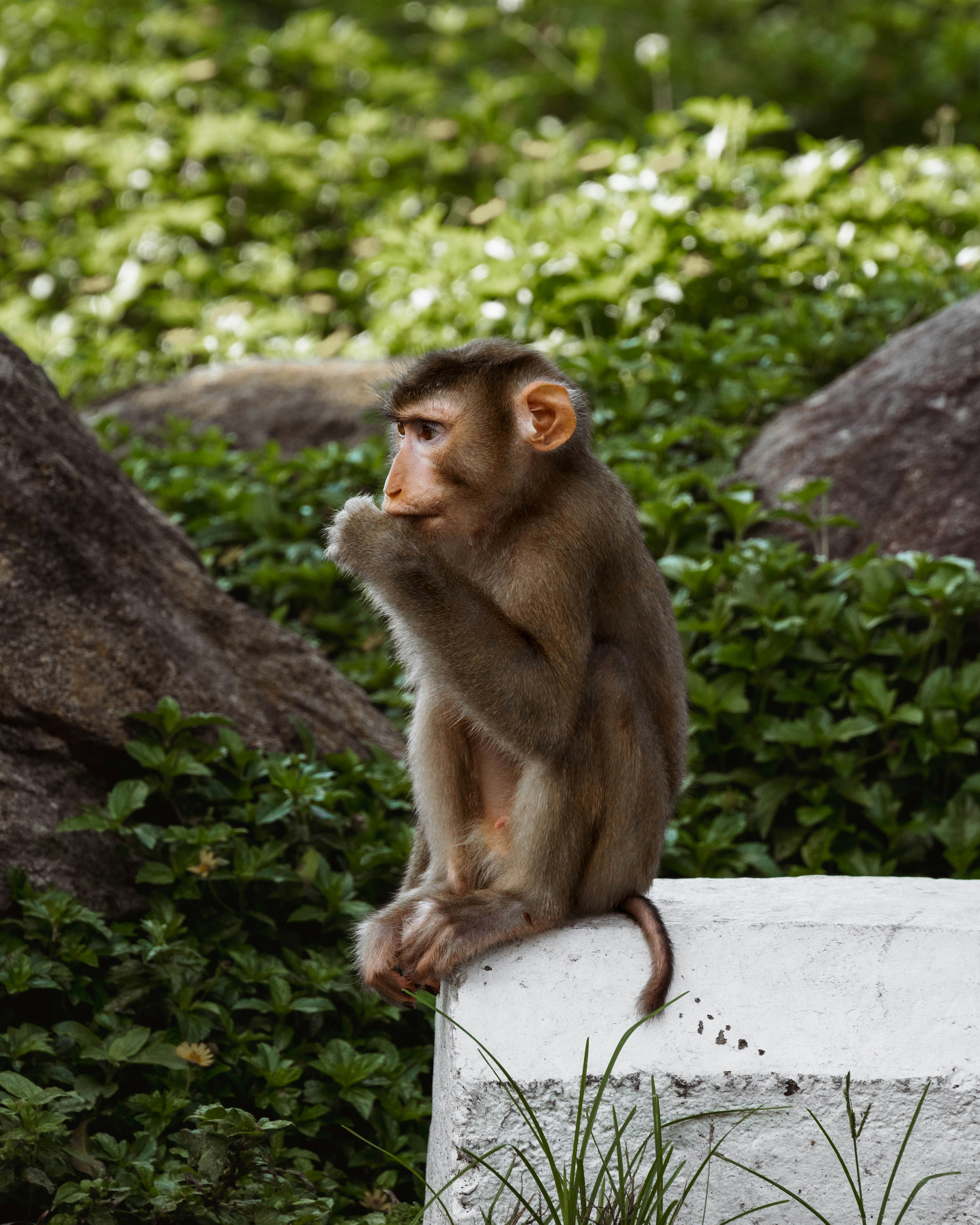 a monkey sitting on top of a cement block