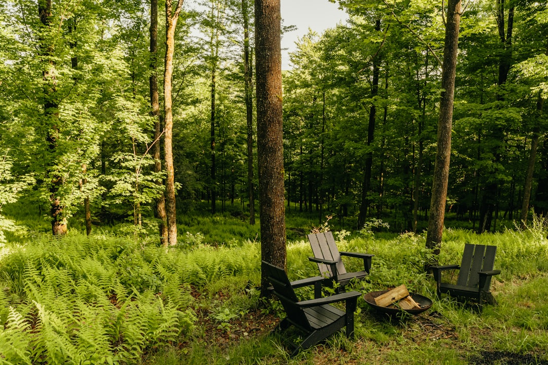 a couple of chairs sitting in the middle of a forest, Adirondack chairs 1/2 (IG: @clay.banks)