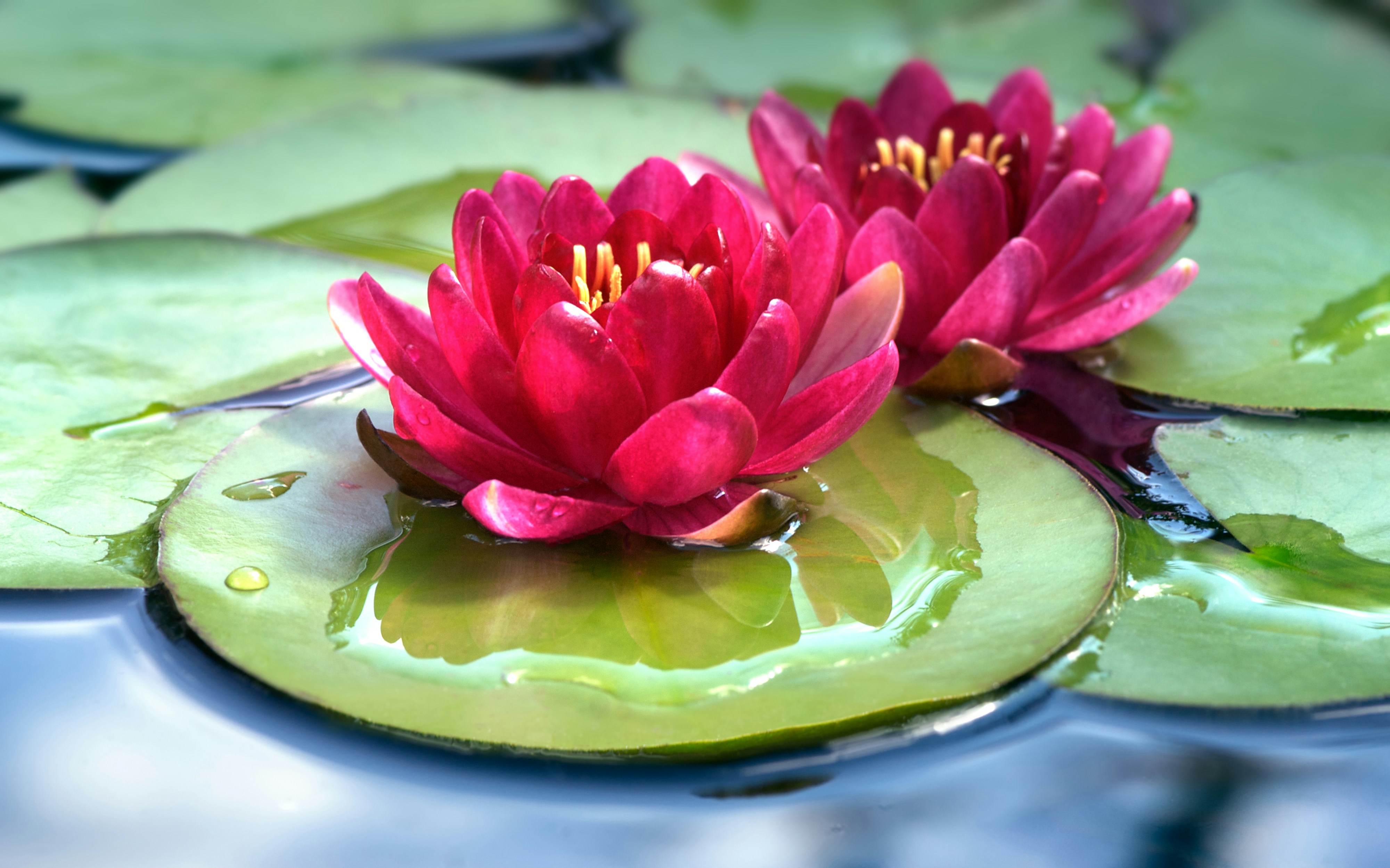 Two red water lilies in a pond with lily pads photo – Free Flower Image ...