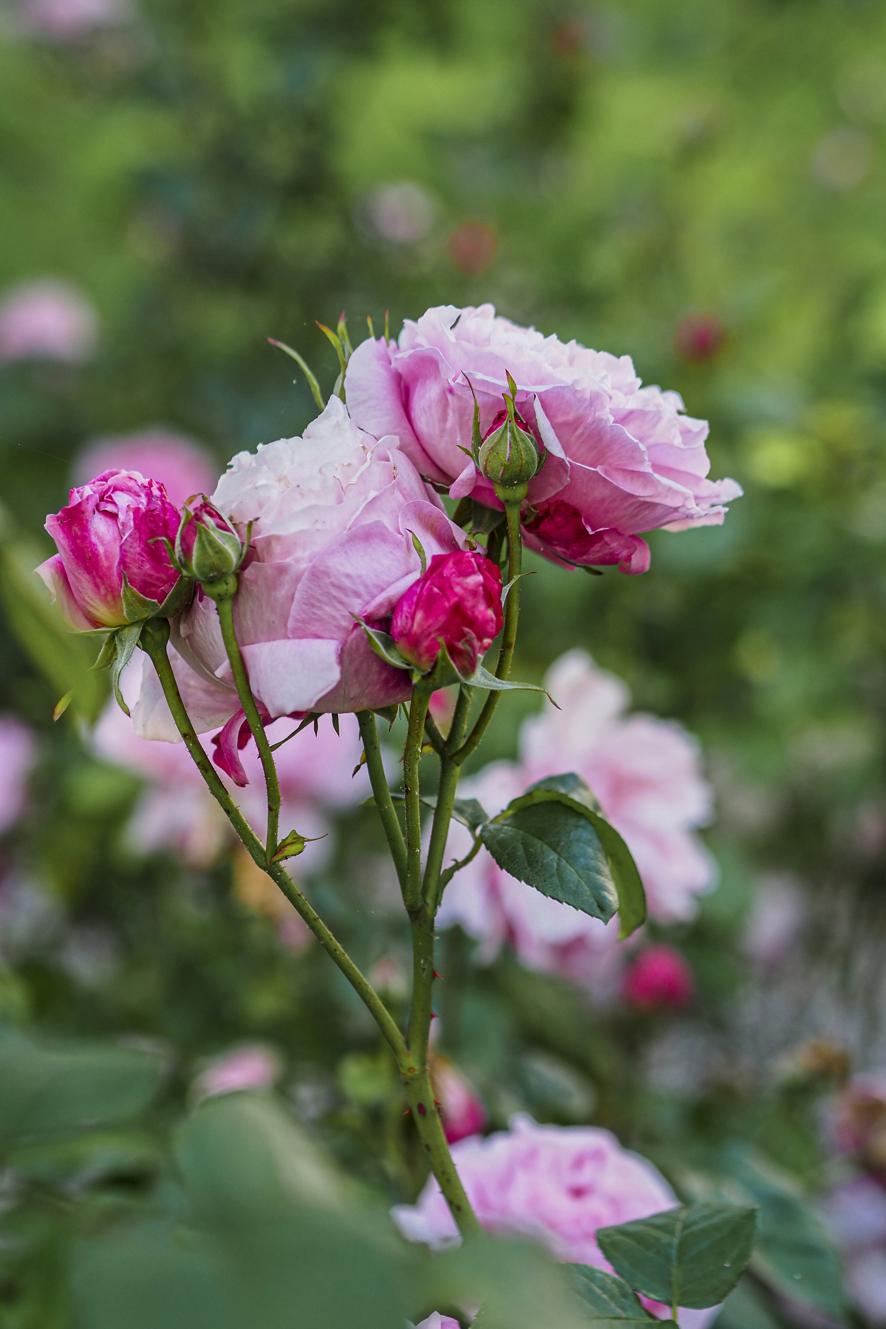 Photo by laurachouette