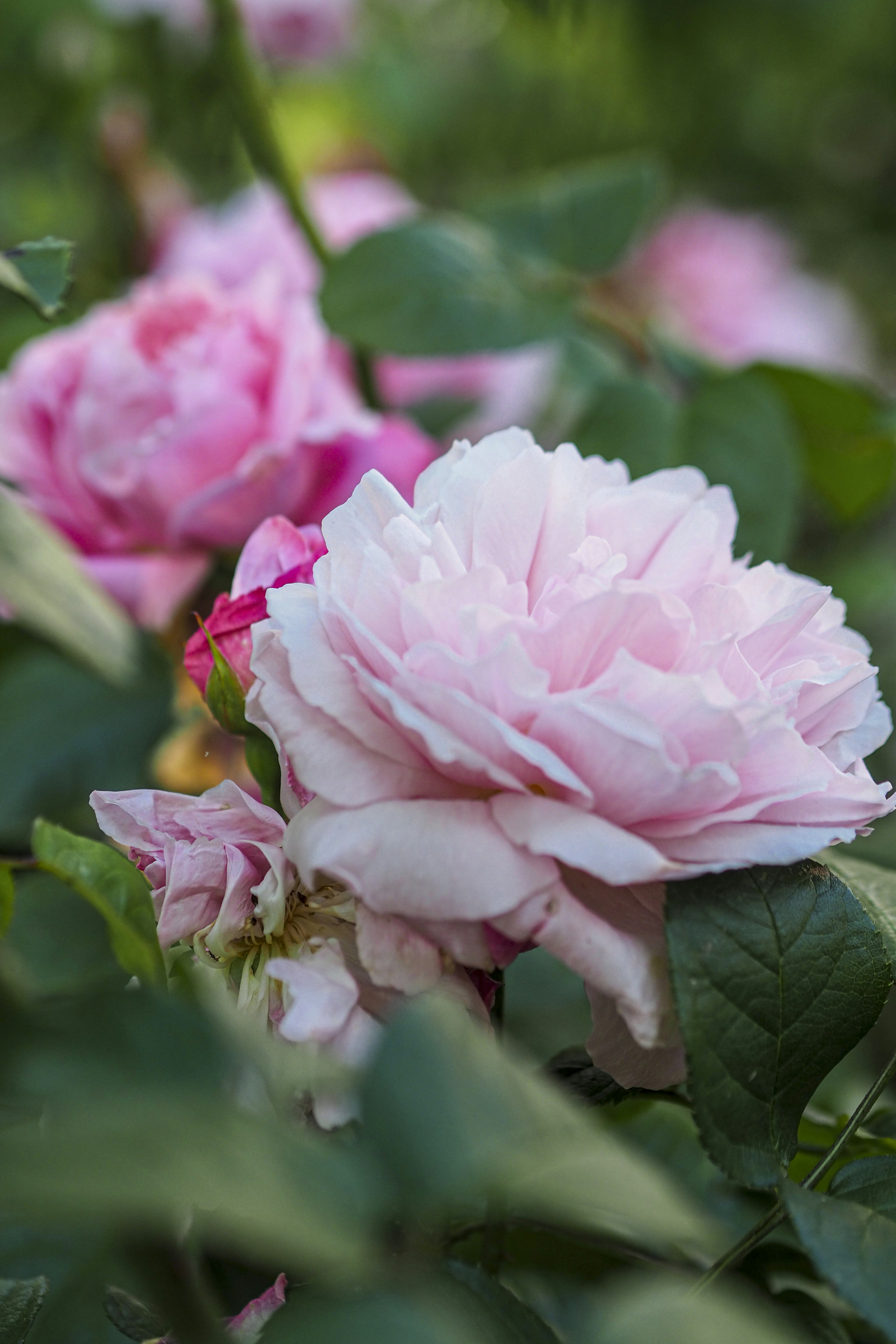 Photo by laurachouette