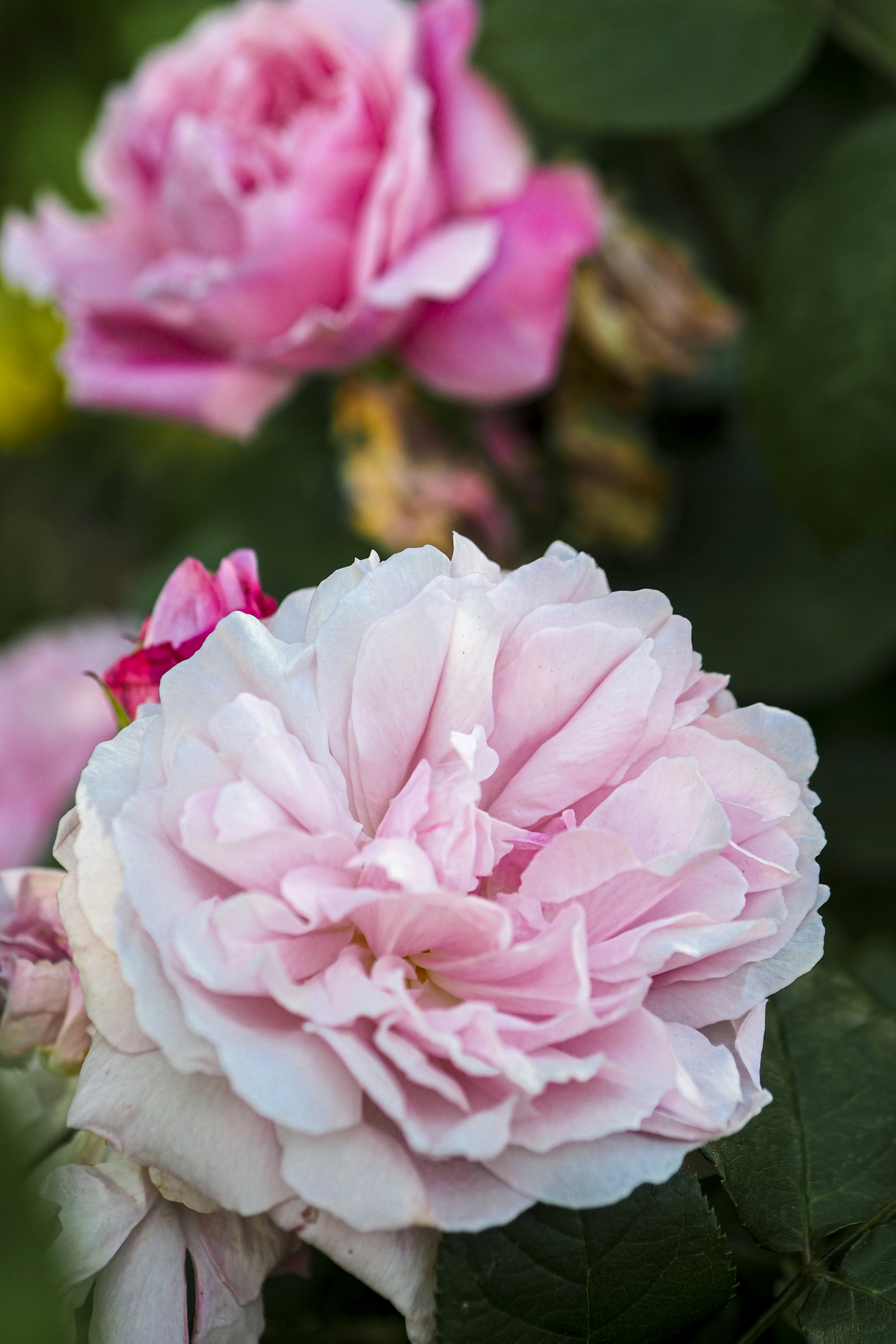 Photo by laurachouette