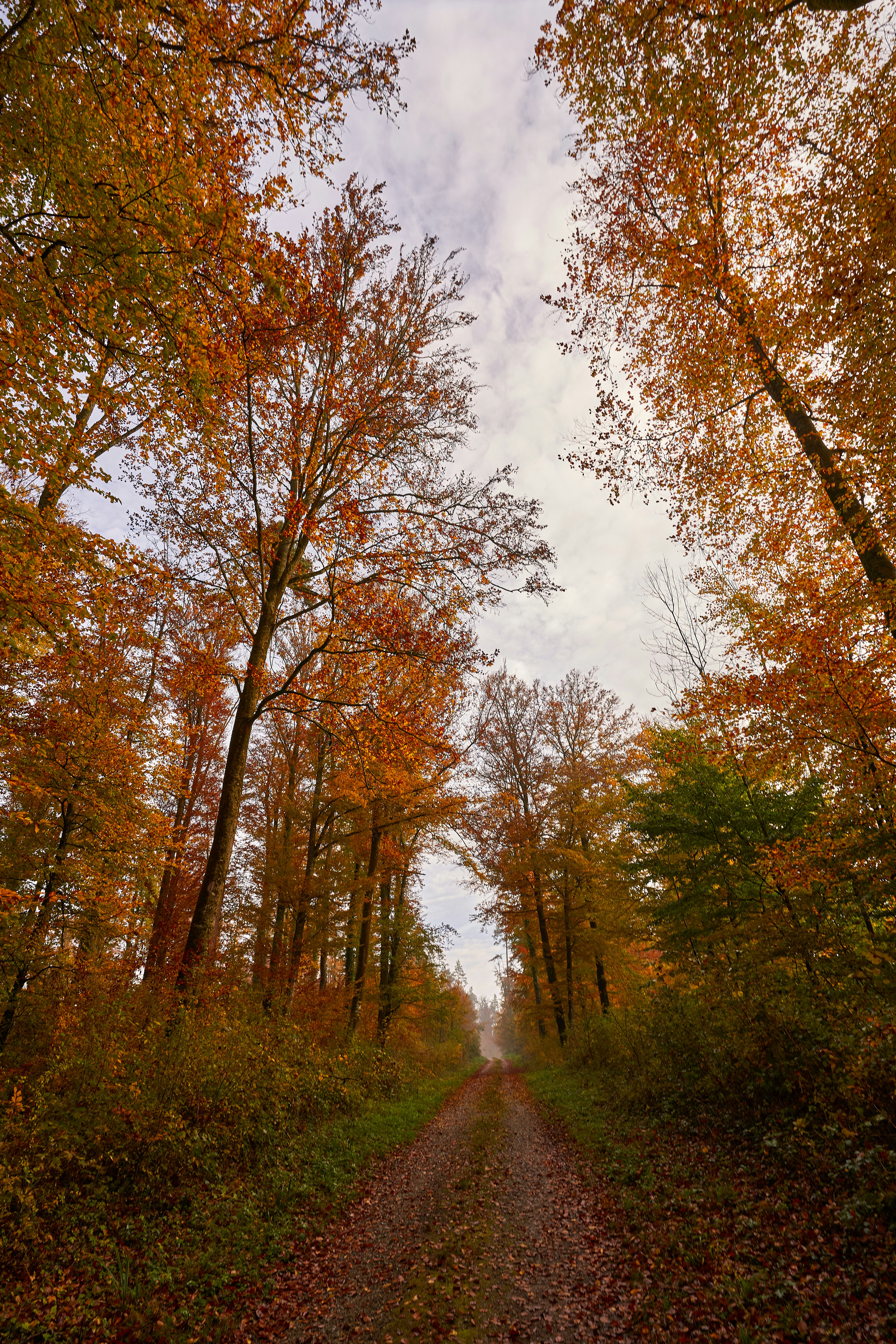 Photo by wolfgang_hasselmann