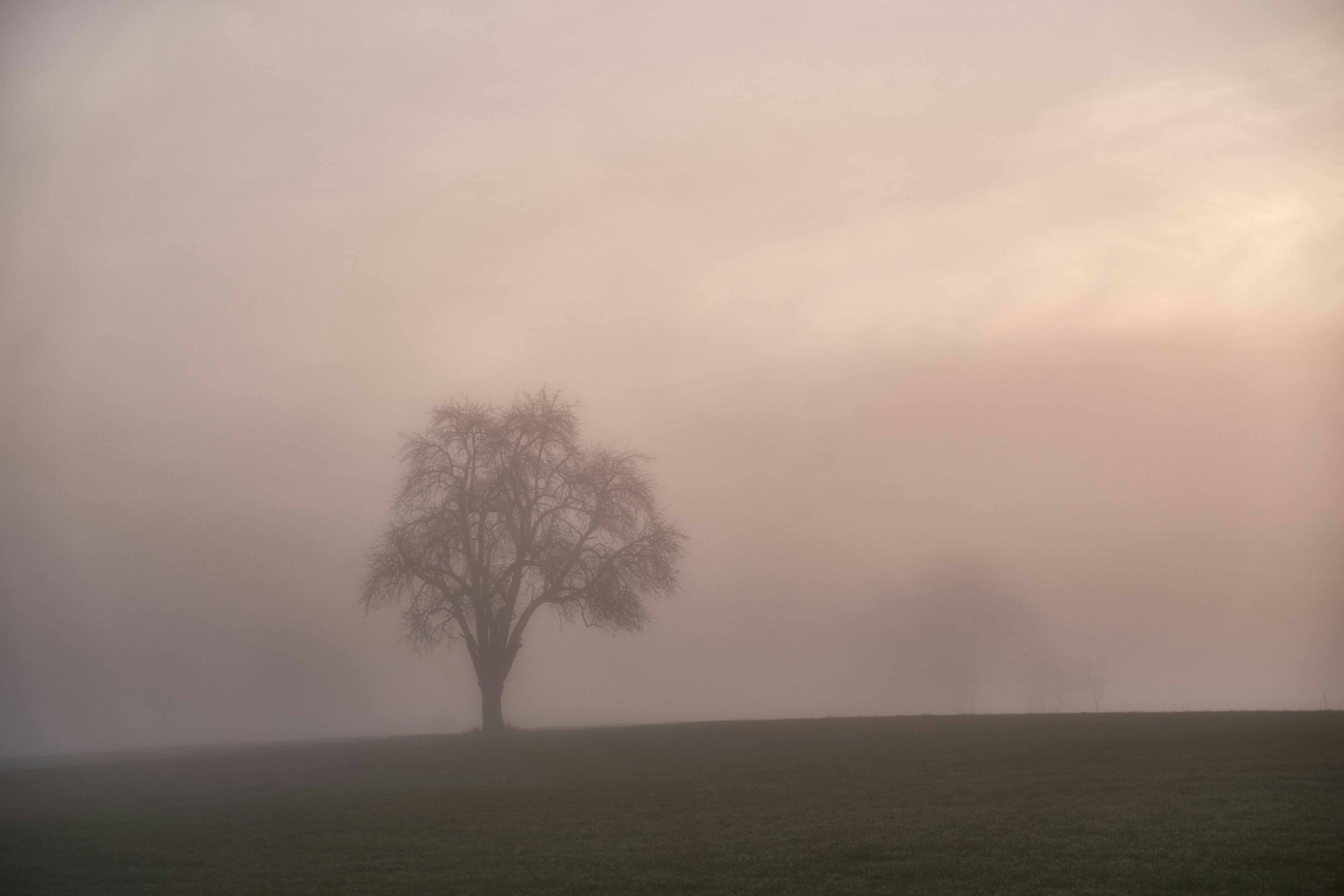 Photo by wolfgang_hasselmann