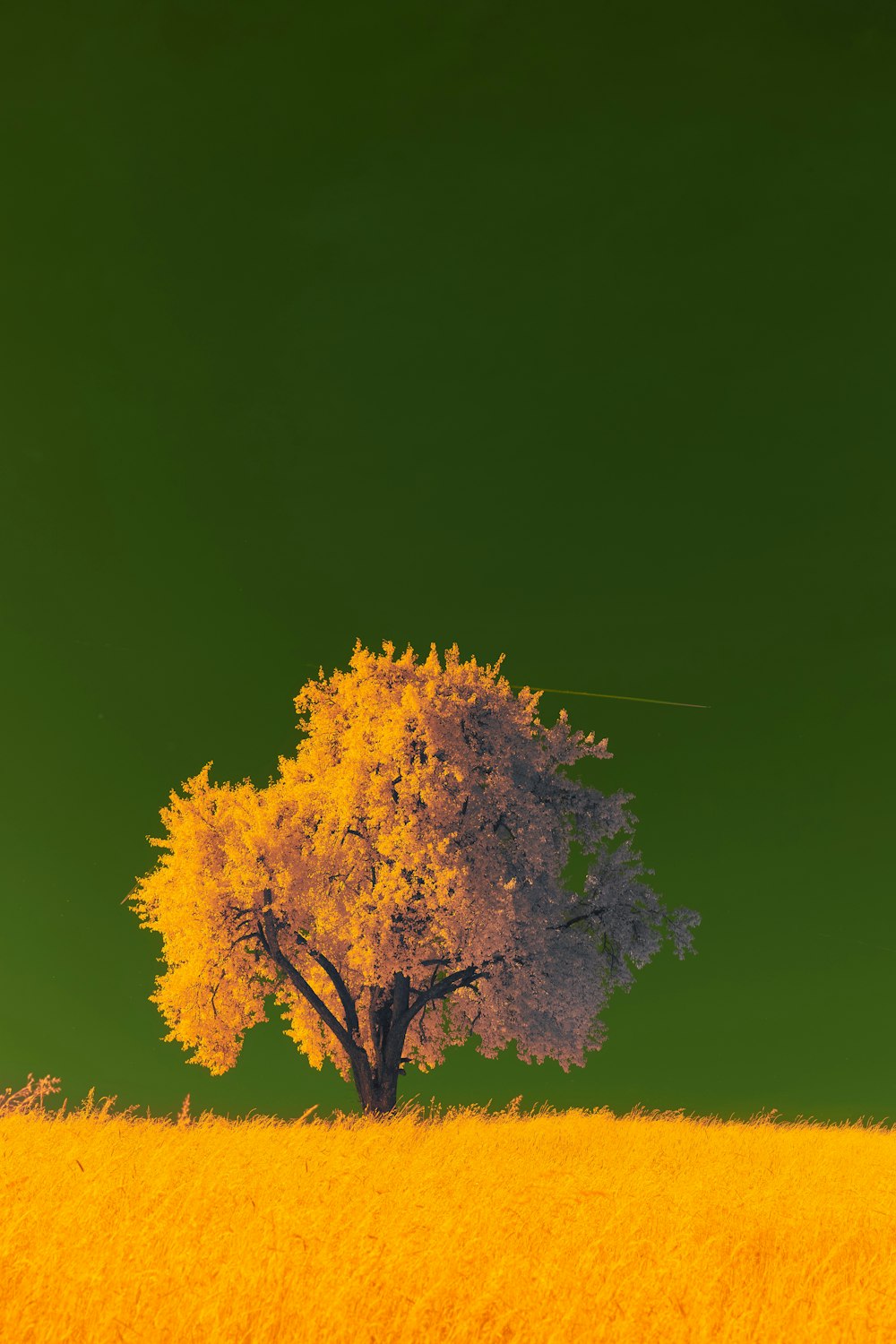 a lone tree in a field of yellow grass