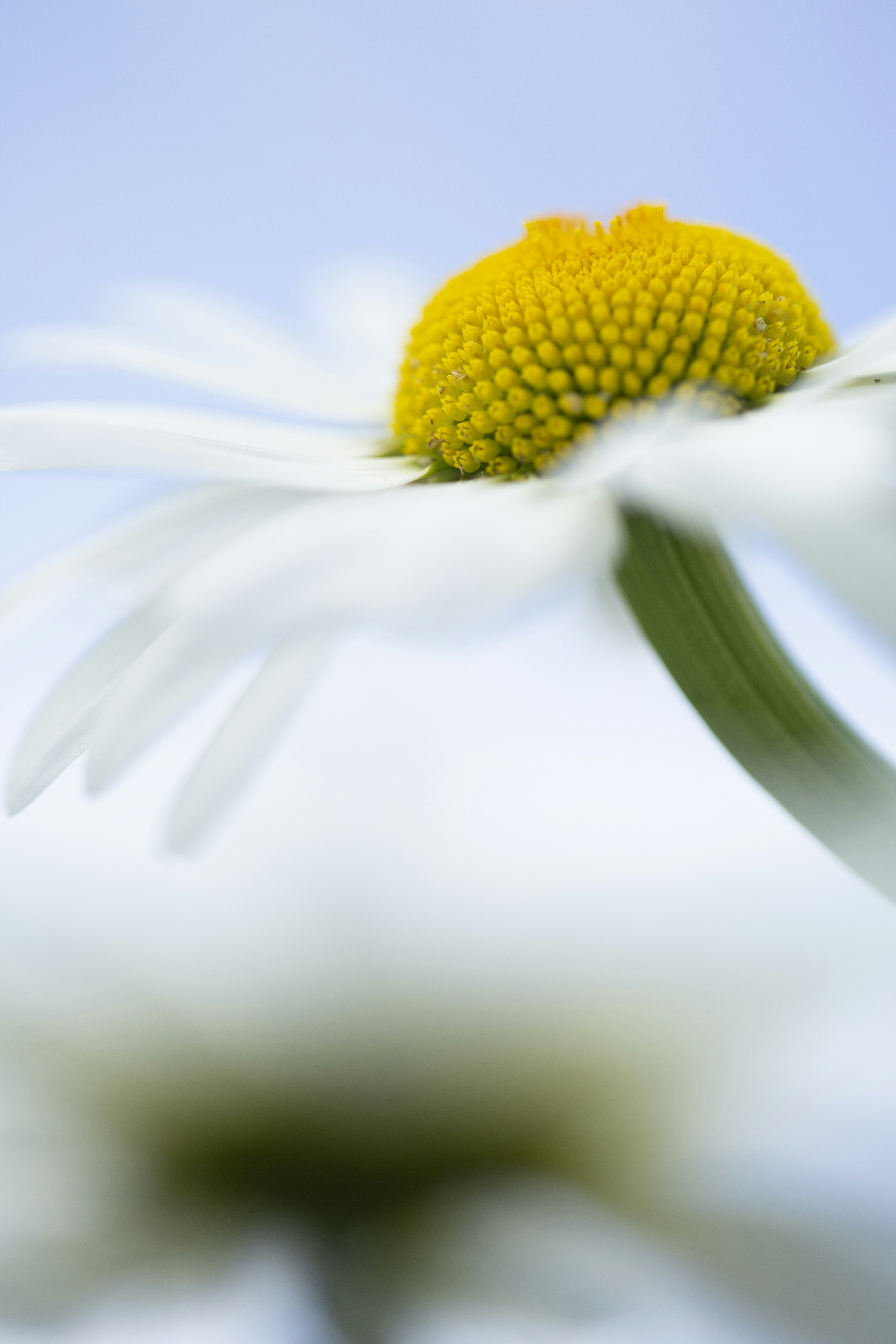 un gros plan d’une fleur jaune et blanche