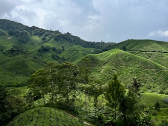 a lush green hillside covered in lots of trees