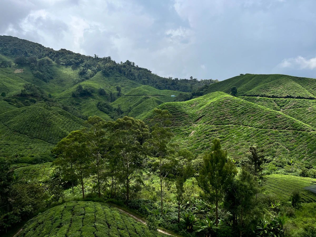 Tea plantation hills in Cameron Highlands, Malaysia