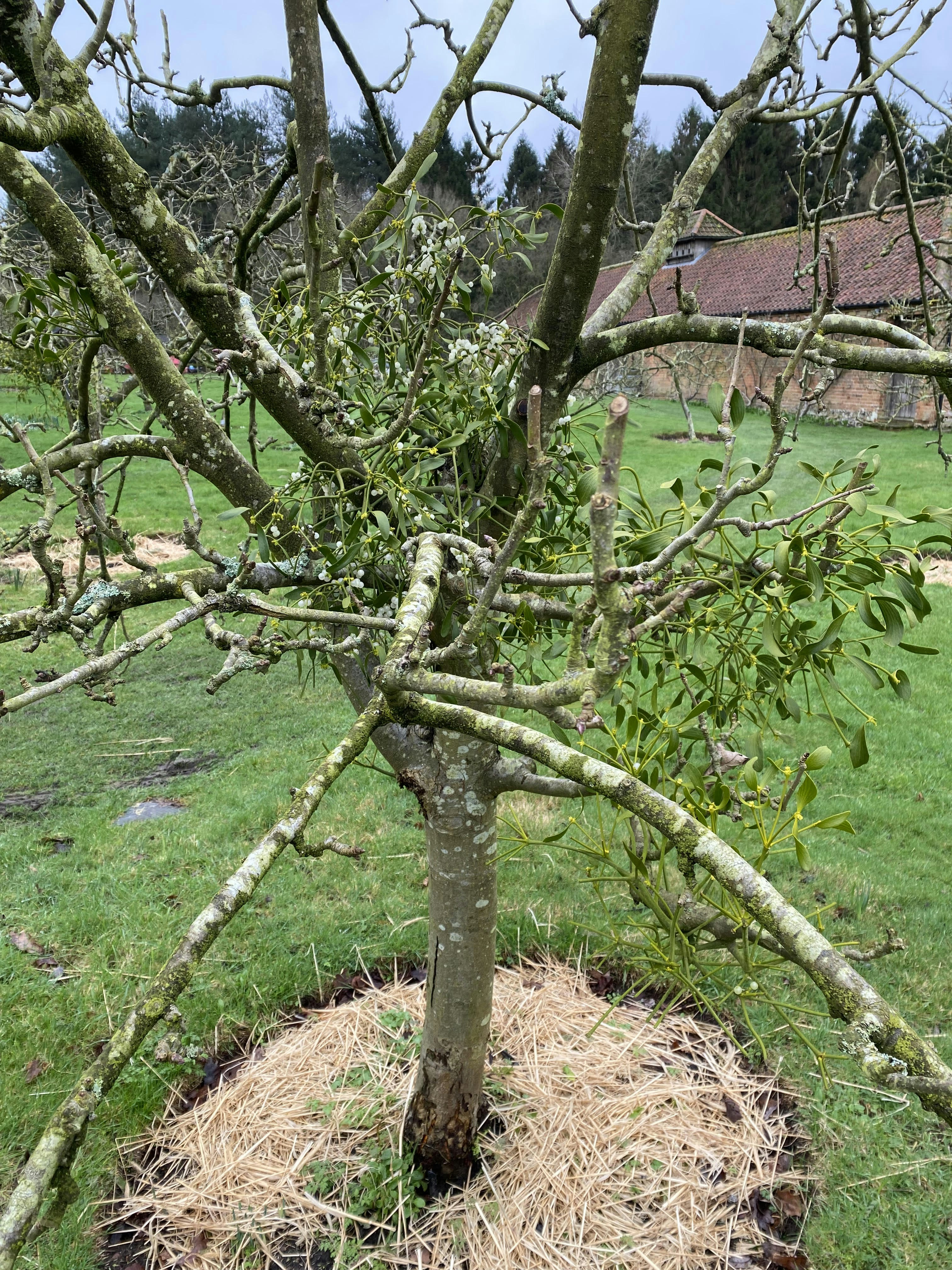 NZ Mistletoes Are Parasites but Not Villains
