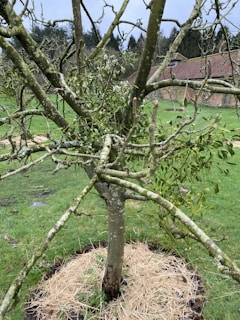 A freshly pruned tree standing in the middle of a garden orchard.