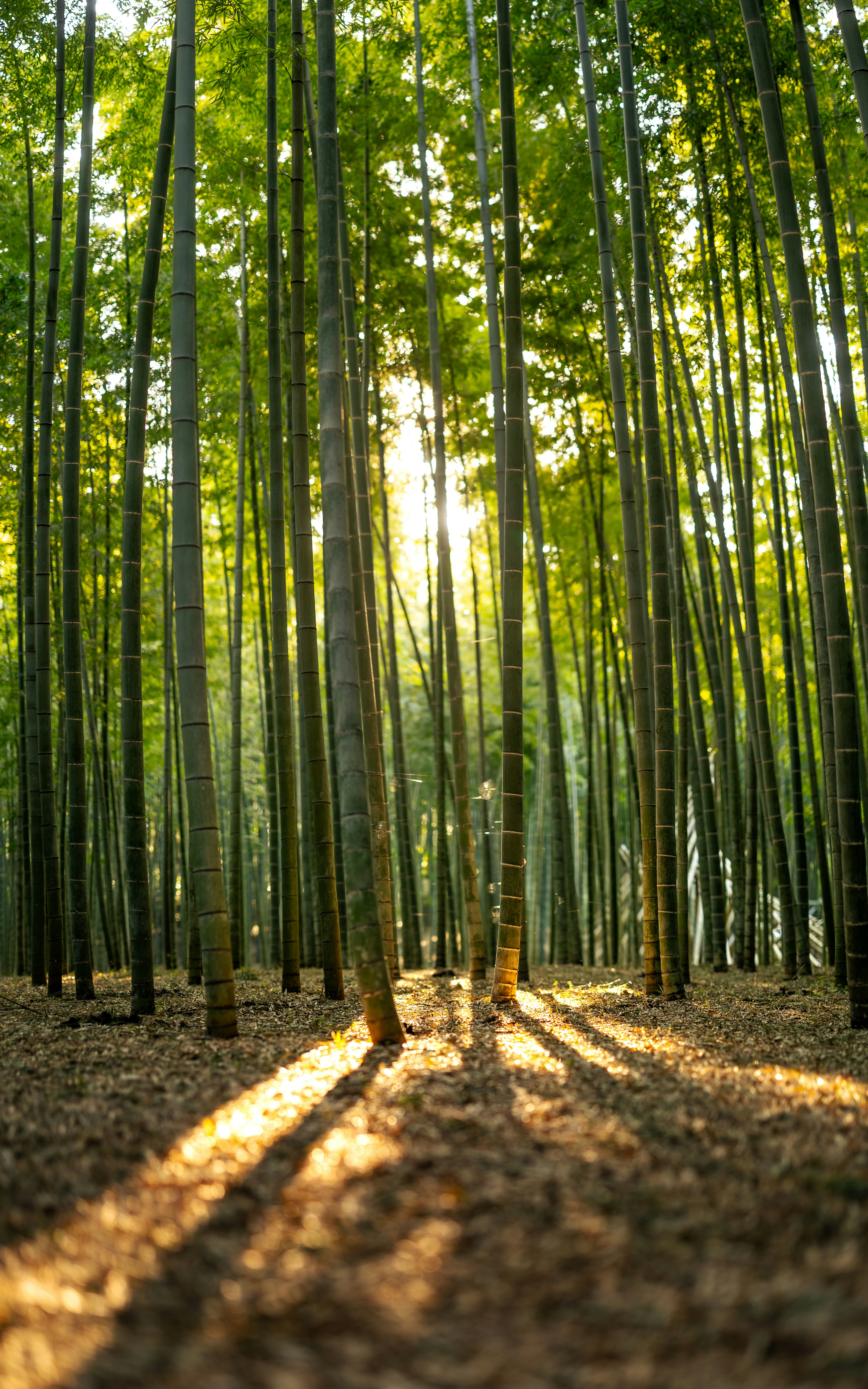 Photo by marekpiwnicki