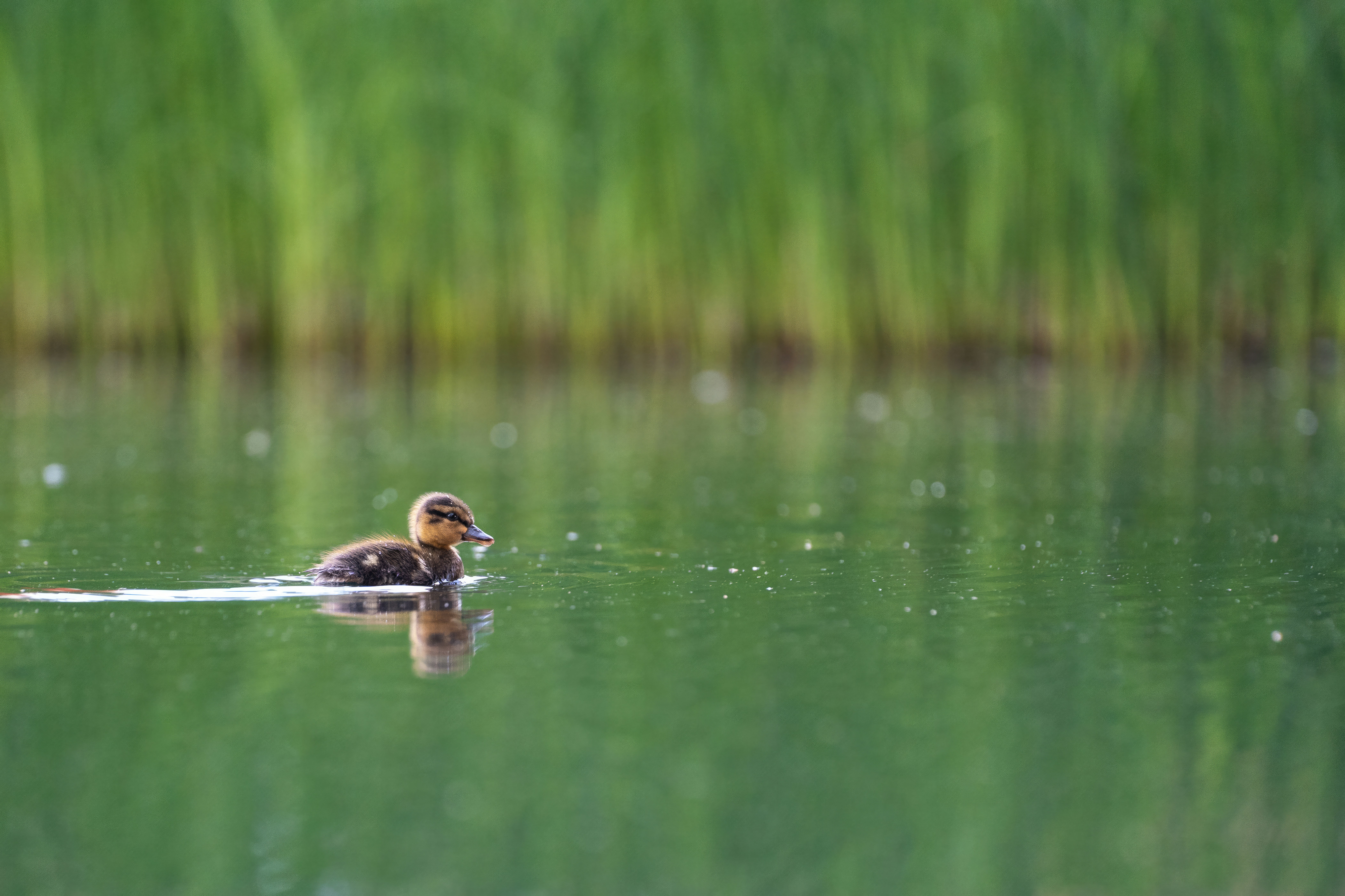 Photo by timumphreys