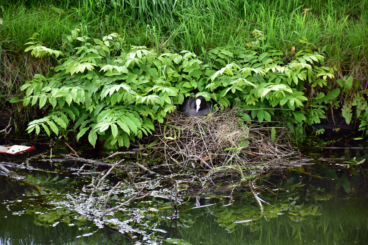 Waterhoen op een nest tussen het groen langs het water