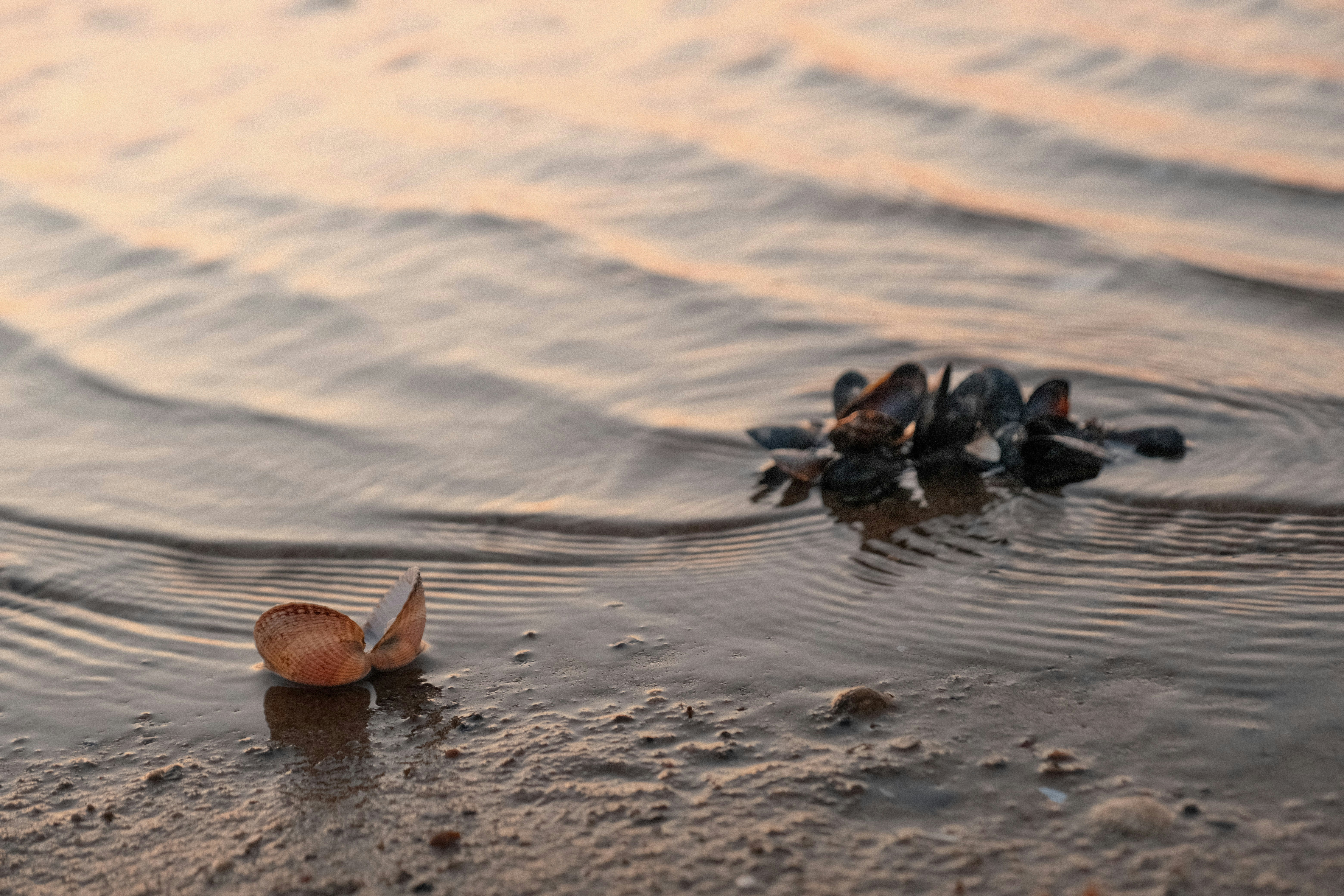 a snail is laying on the beach next to the water