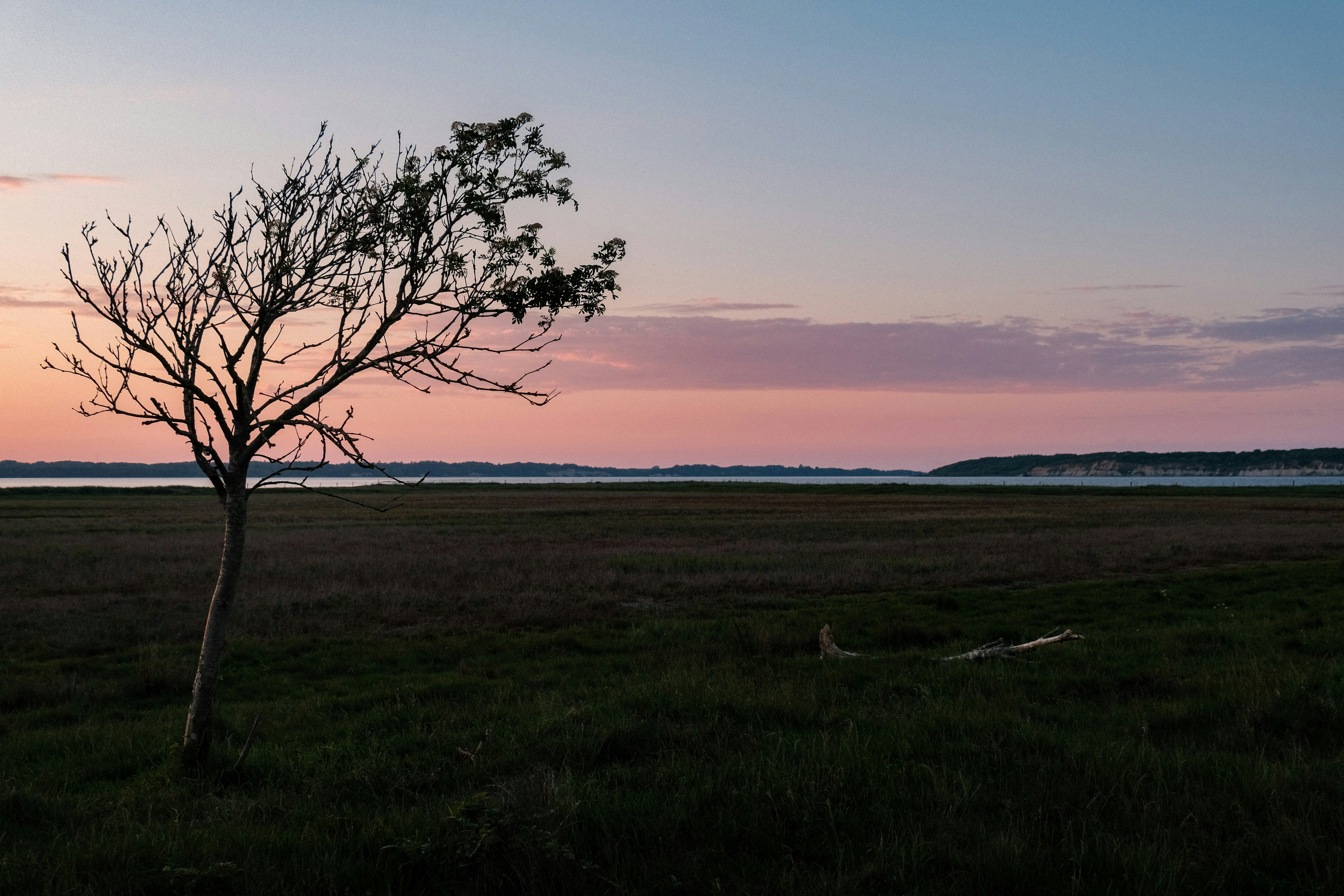 a lone tree in a field at sunset