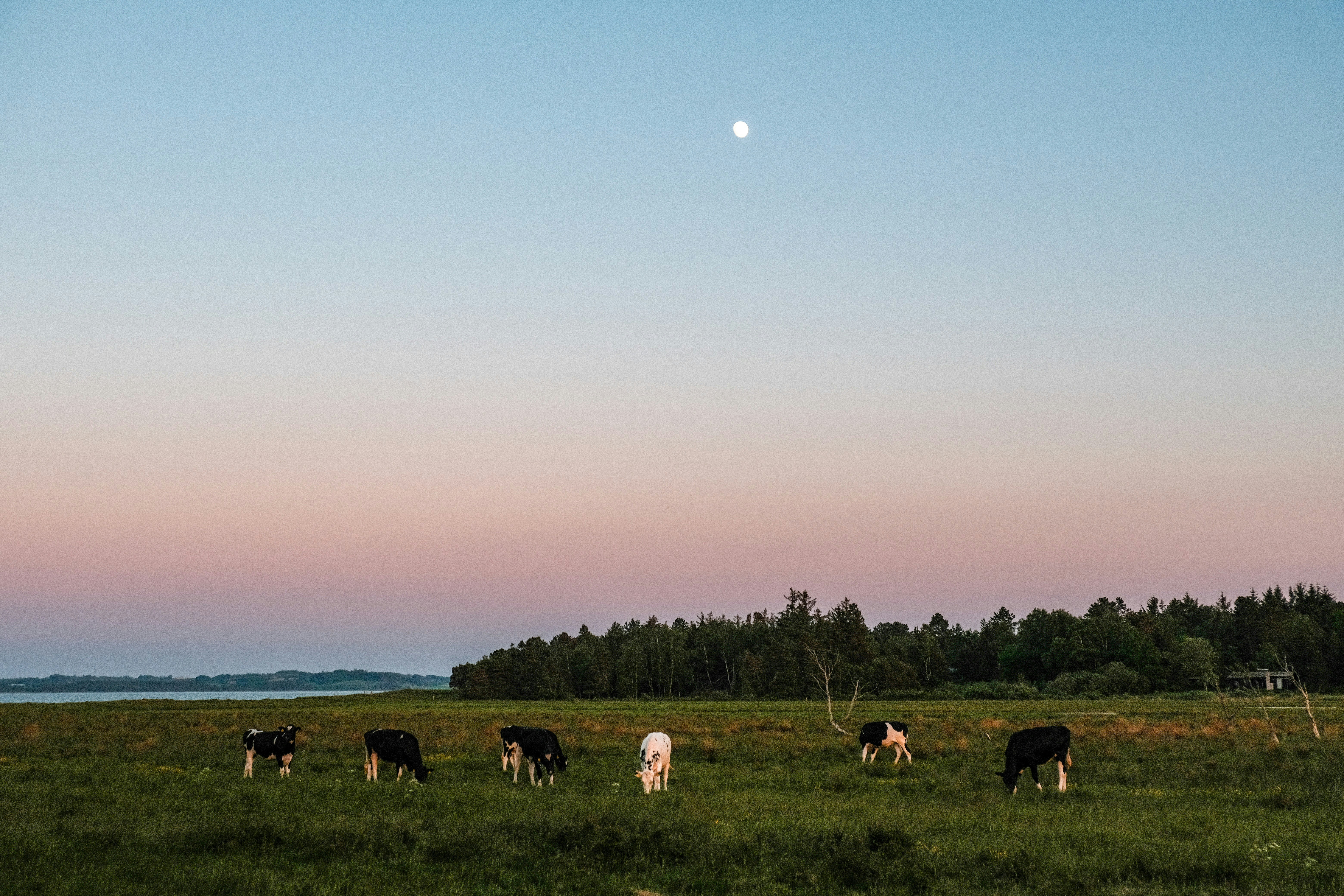 a herd of cattle grazing on a lush green field