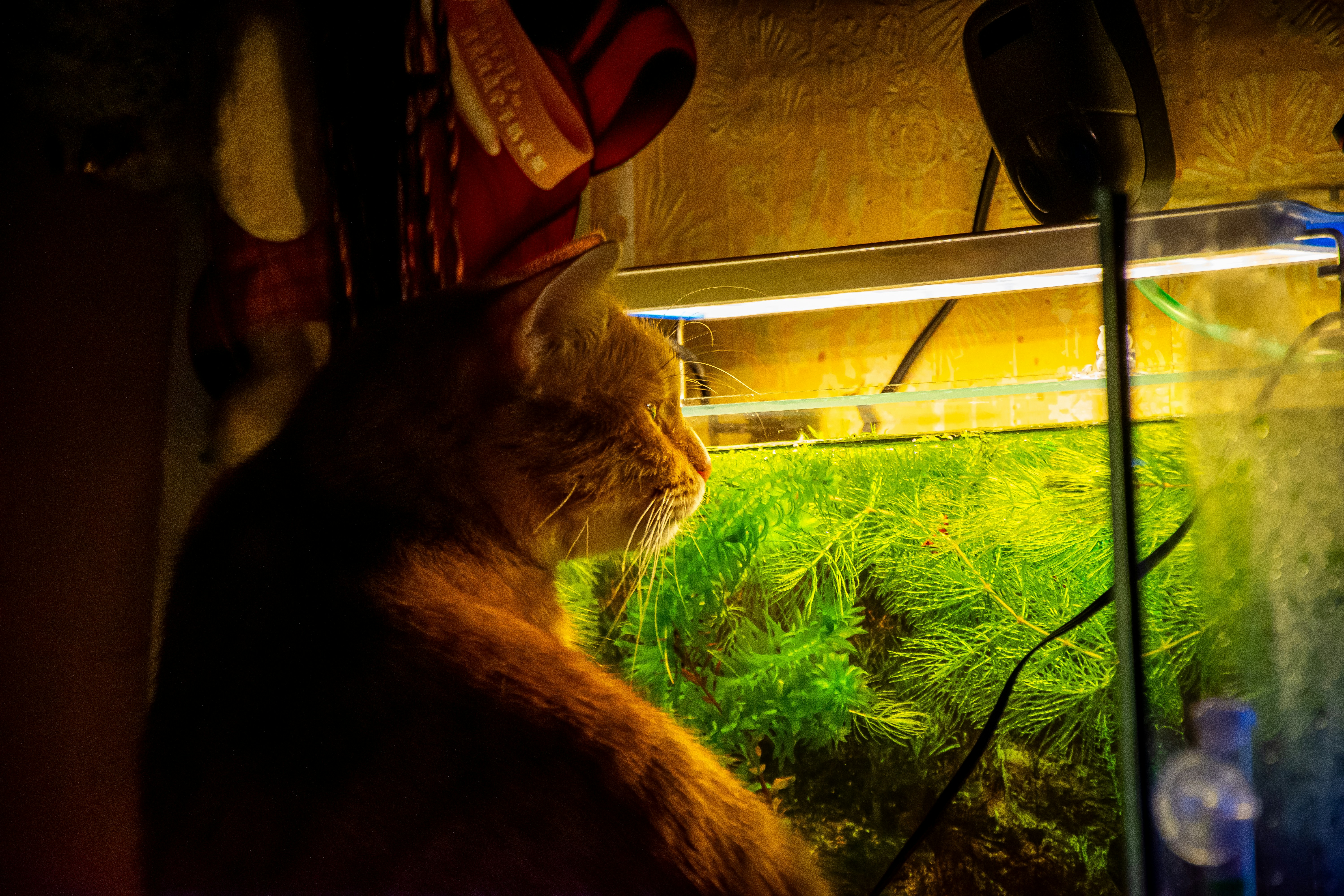 un chat assis devant un aquarium