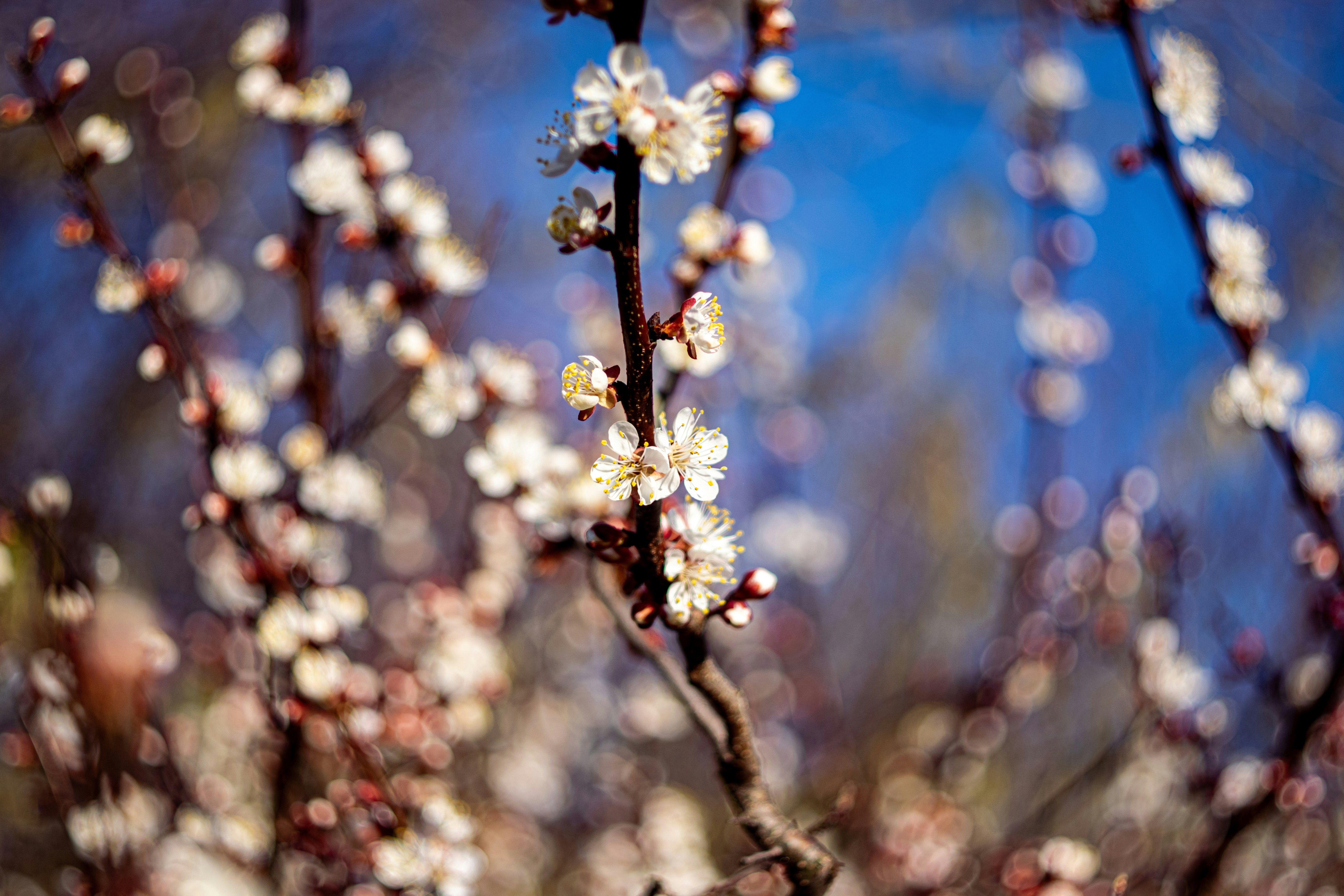 un gros plan d’un arbre aux fleurs blanches