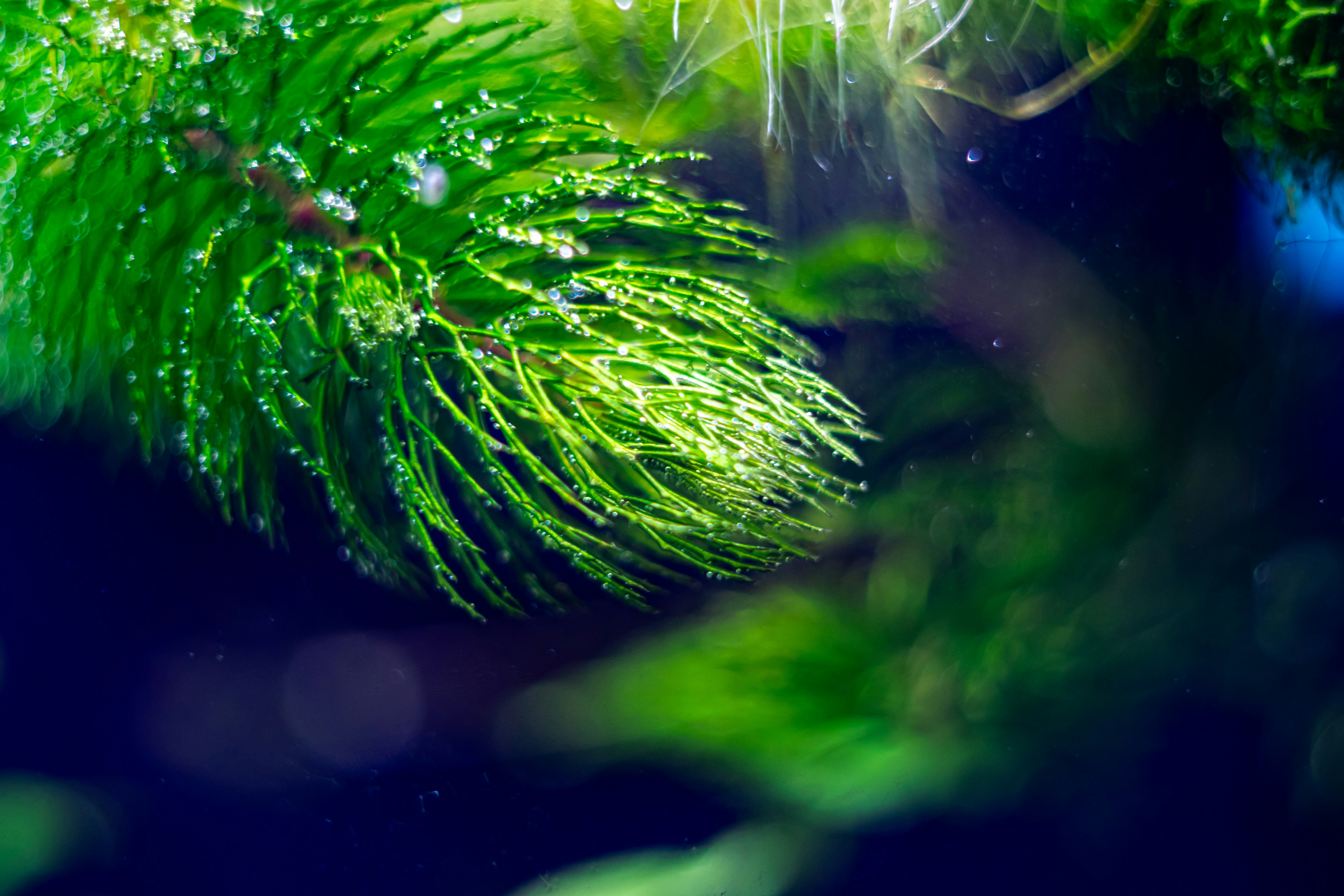 un gros plan d’un pin avec des gouttelettes d’eau