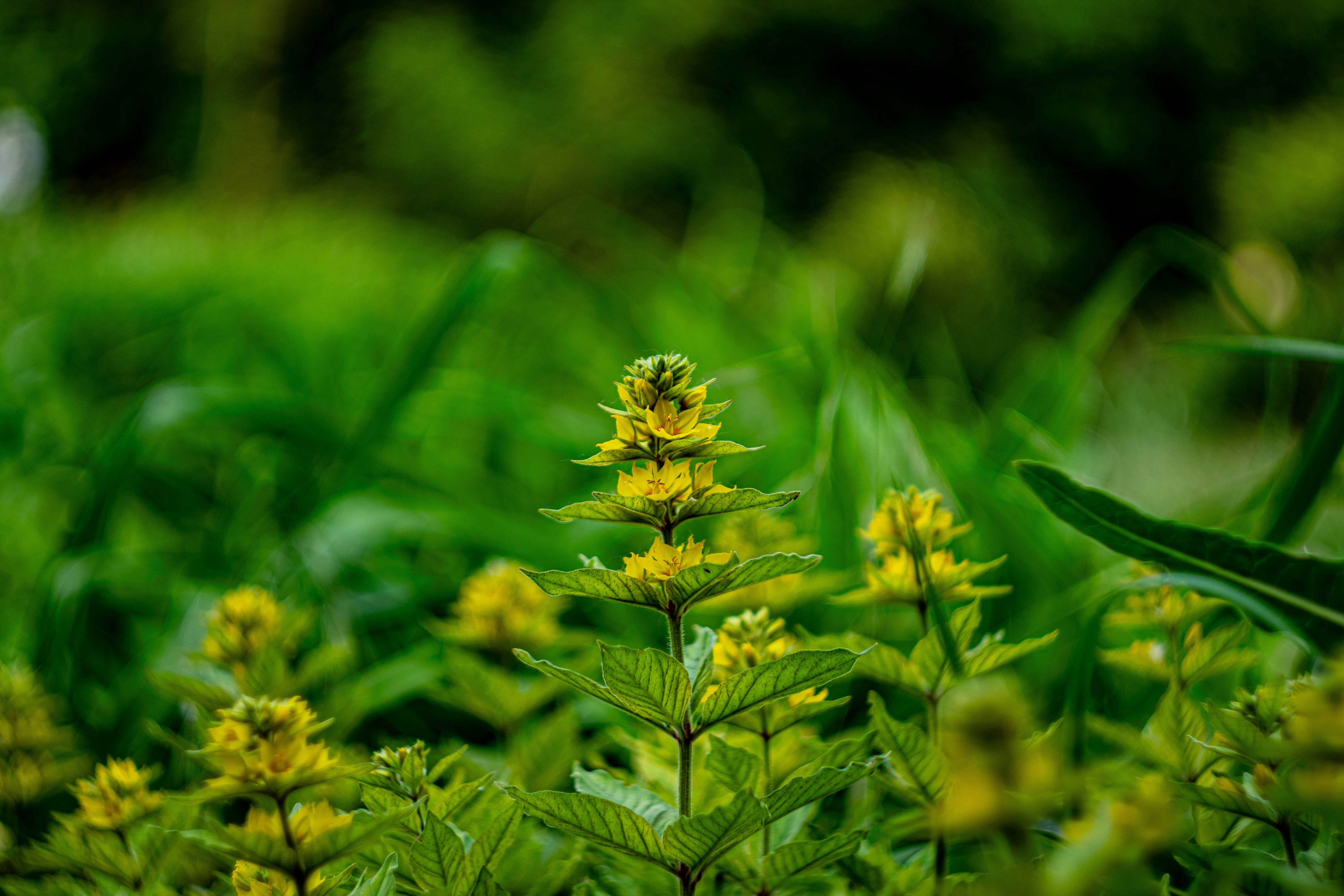 un gros plan d’une plante à fleurs jaunes