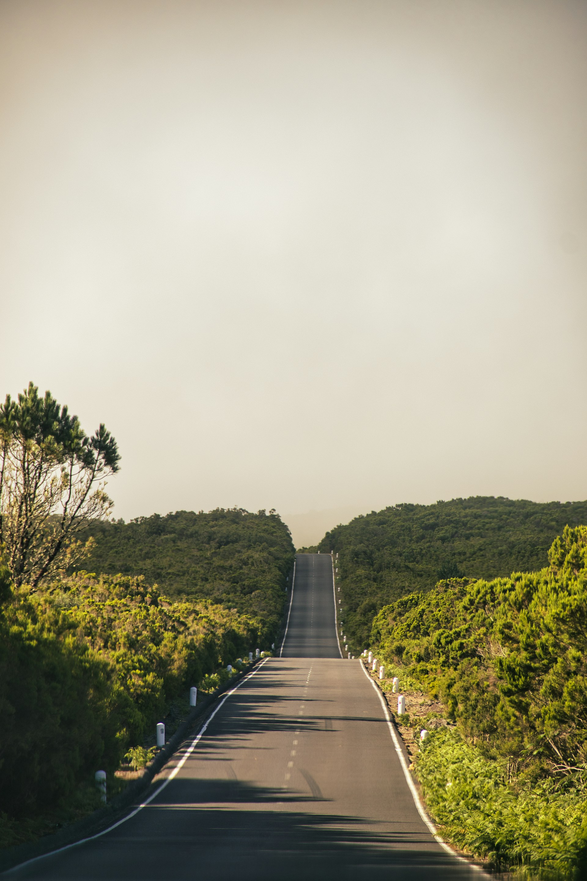 an empty road surrounded by trees and bushes