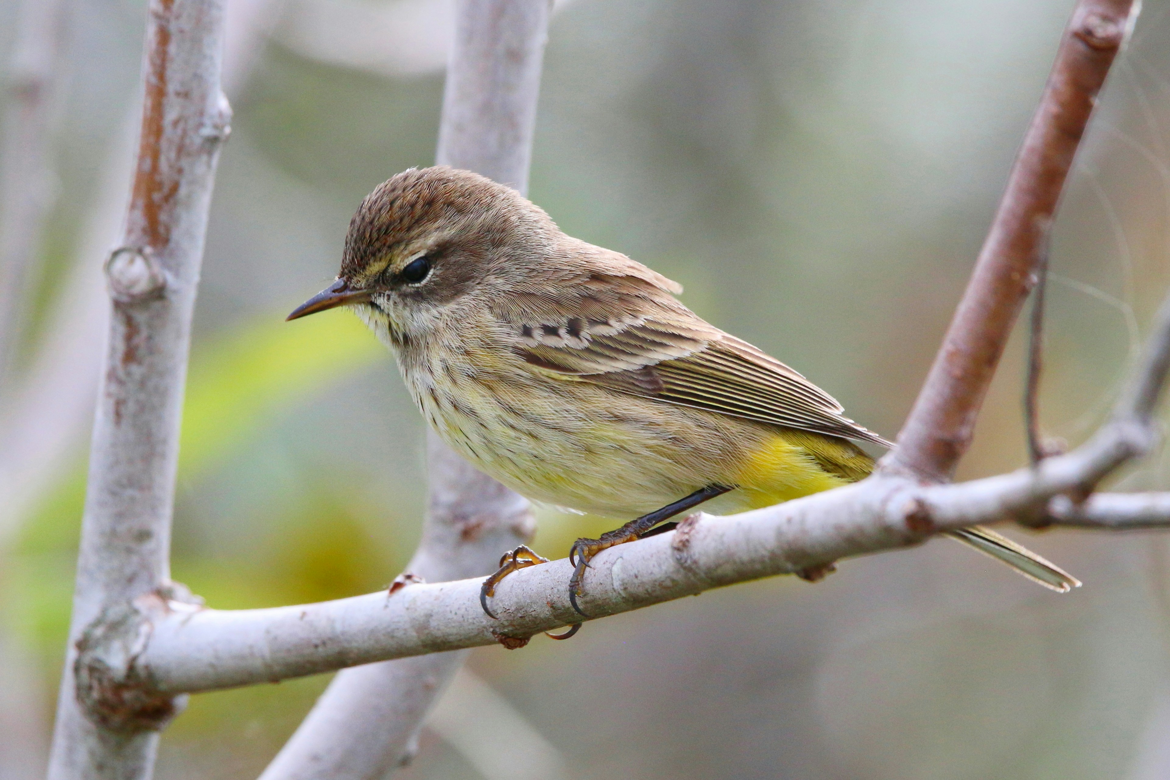 Photo by goldenplover31