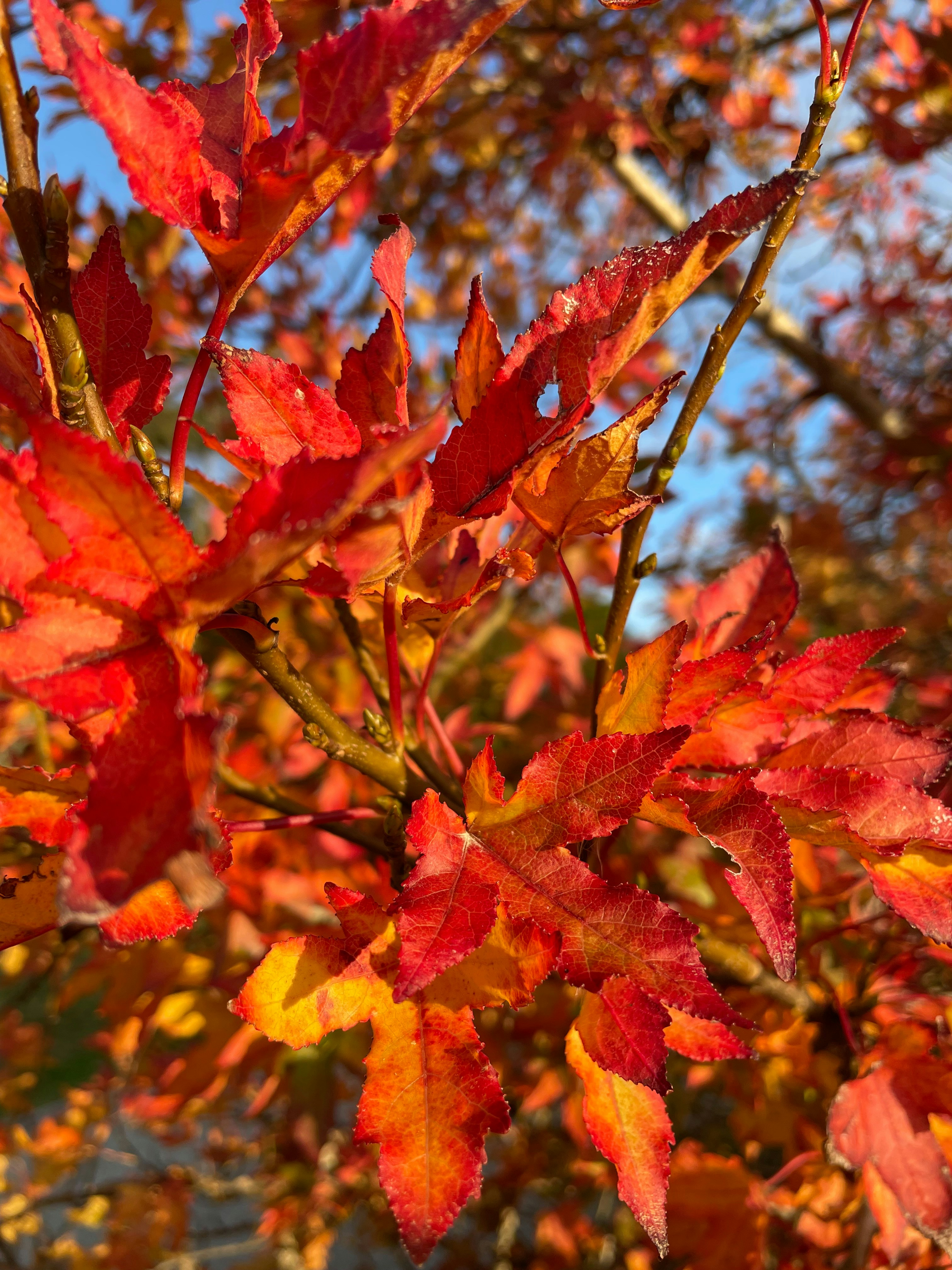 Photo by janine_kadar