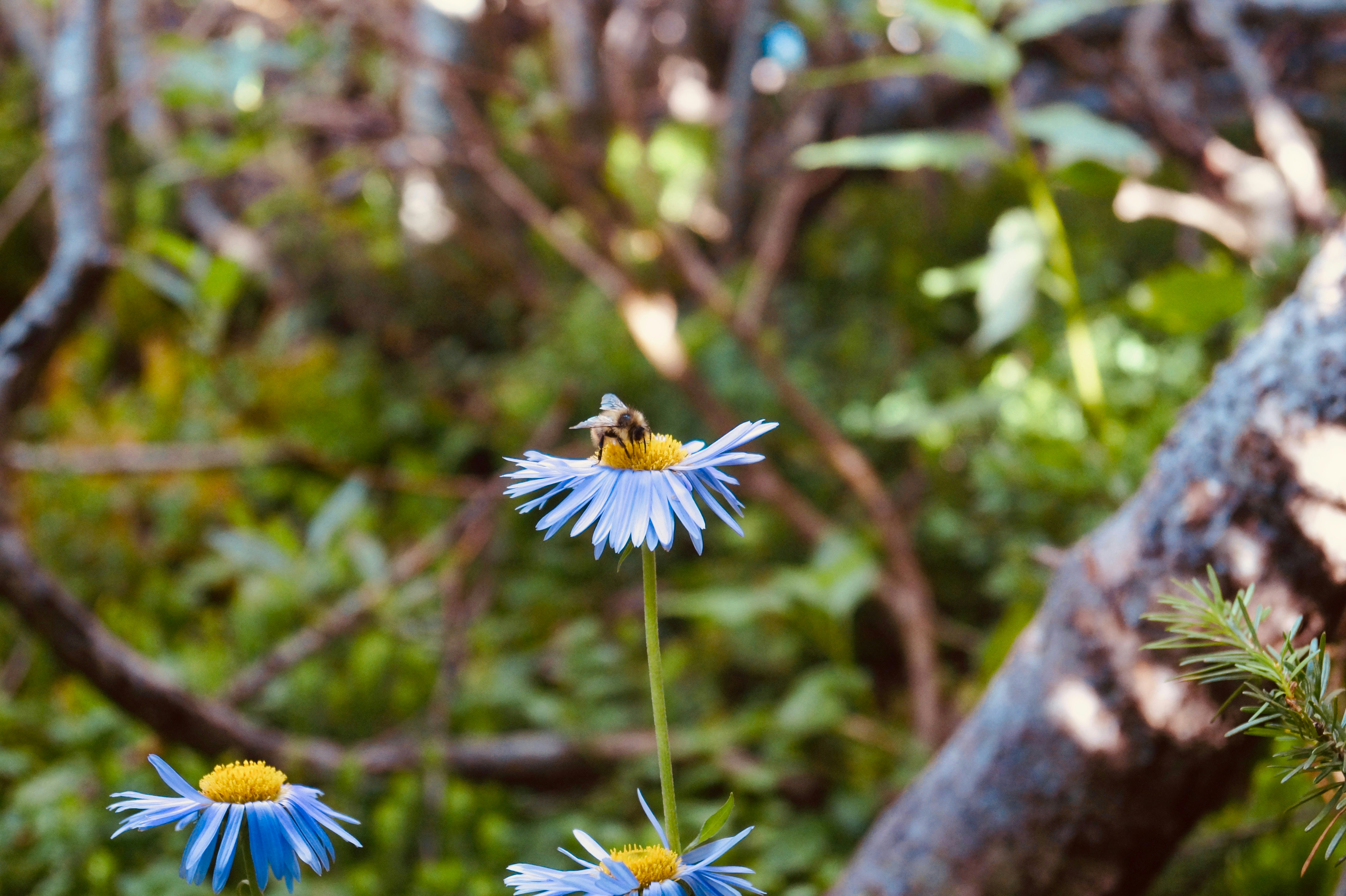 a couple of blue flowers with a bee on them