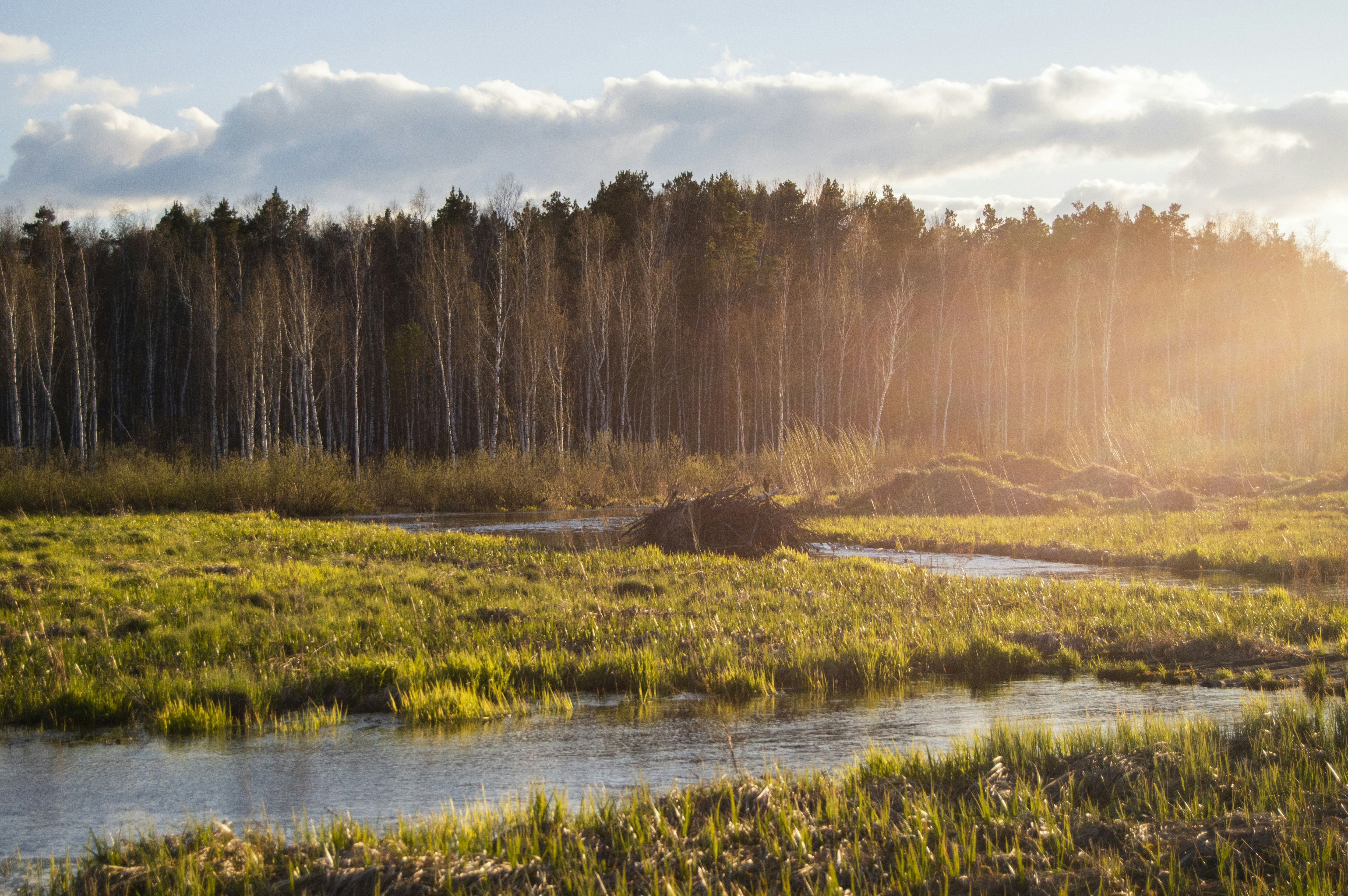 Photo by frosted_vulpes_ferrilata